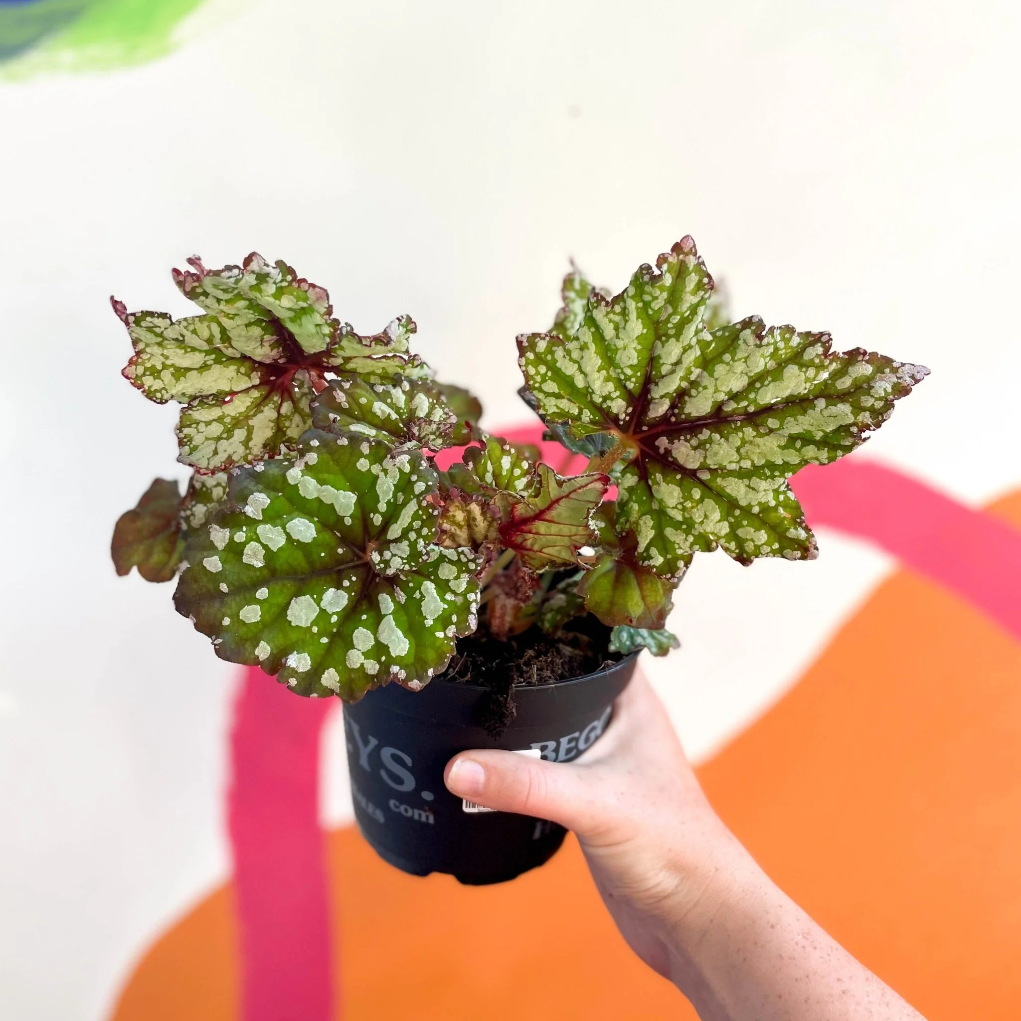 Begonia rex 'Mint Tea' - Welsh Grown