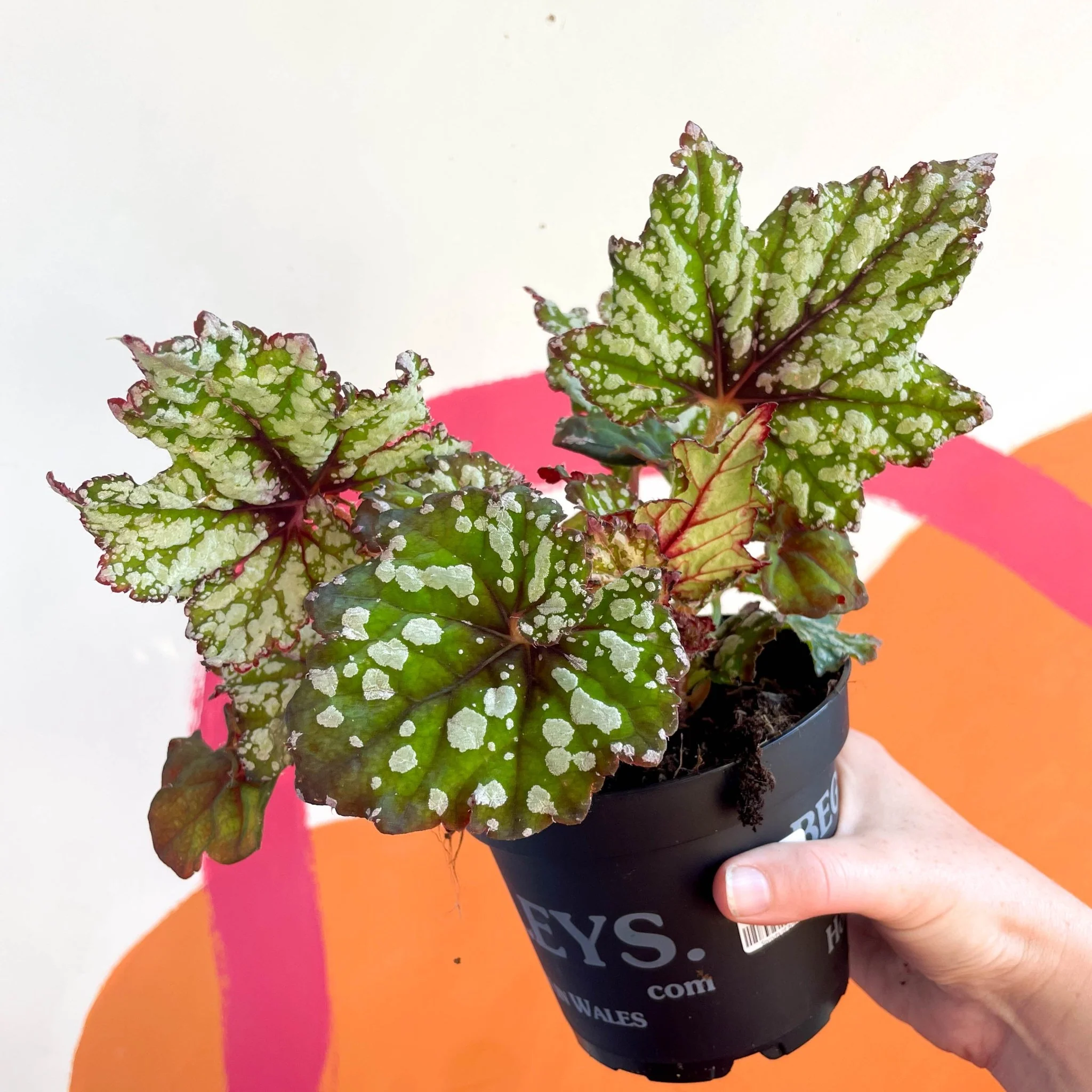 Begonia rex 'Mint Tea' - Welsh Grown - Image 2