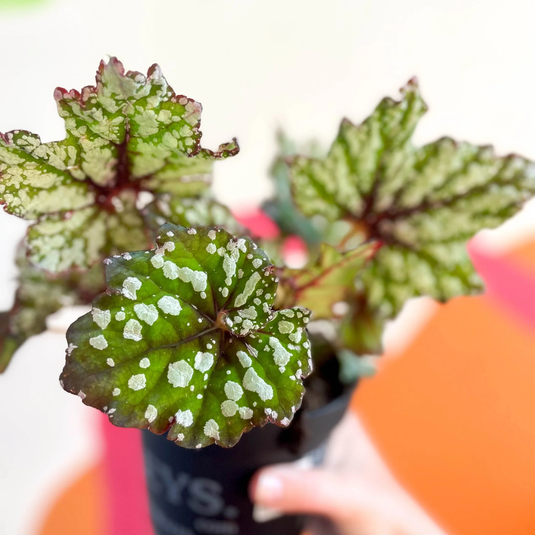 Begonia rex 'Mint Tea' - Welsh Grown - Image 3