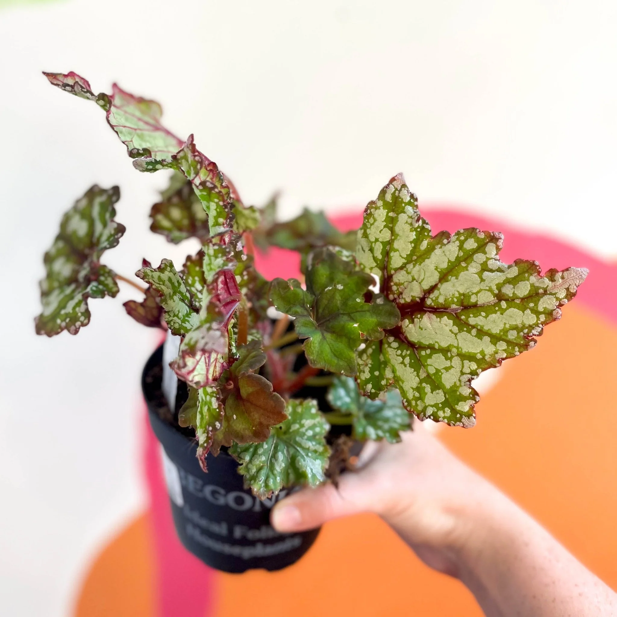 Begonia rex 'Mint Tea' - Welsh Grown - Image 4