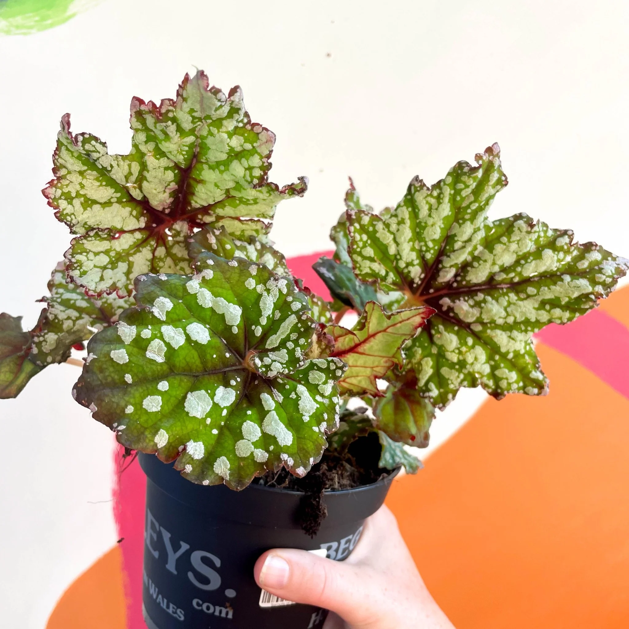 Begonia rex 'Mint Tea' - Welsh Grown - Image 5