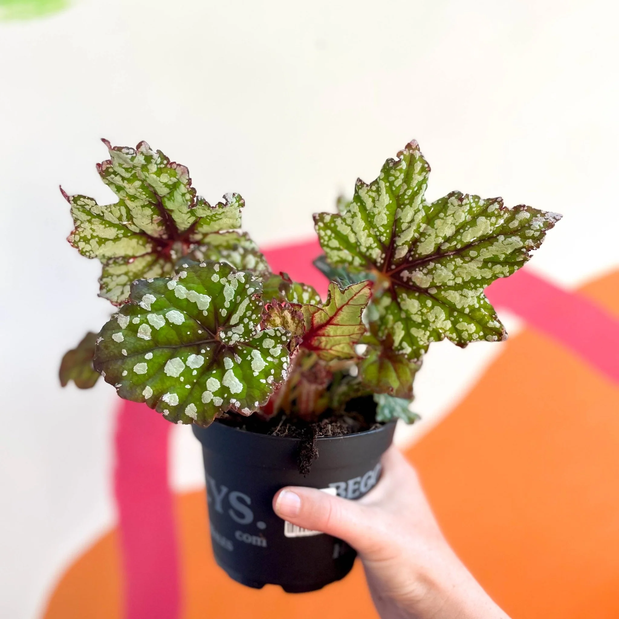 Begonia rex 'Mint Tea' - Welsh Grown - Image 6