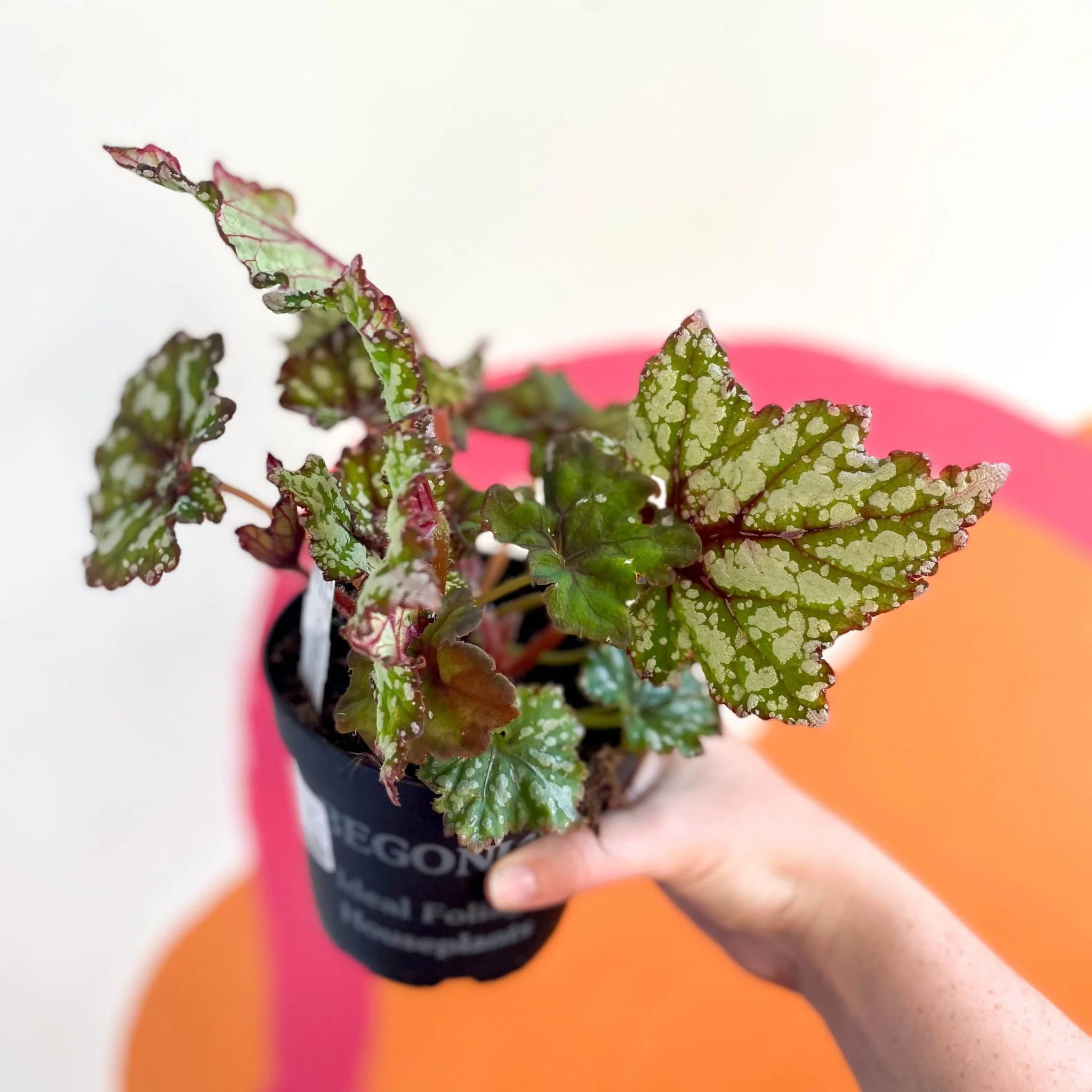 Begonia rex 'Mint Tea' - Welsh Grown - Image 7