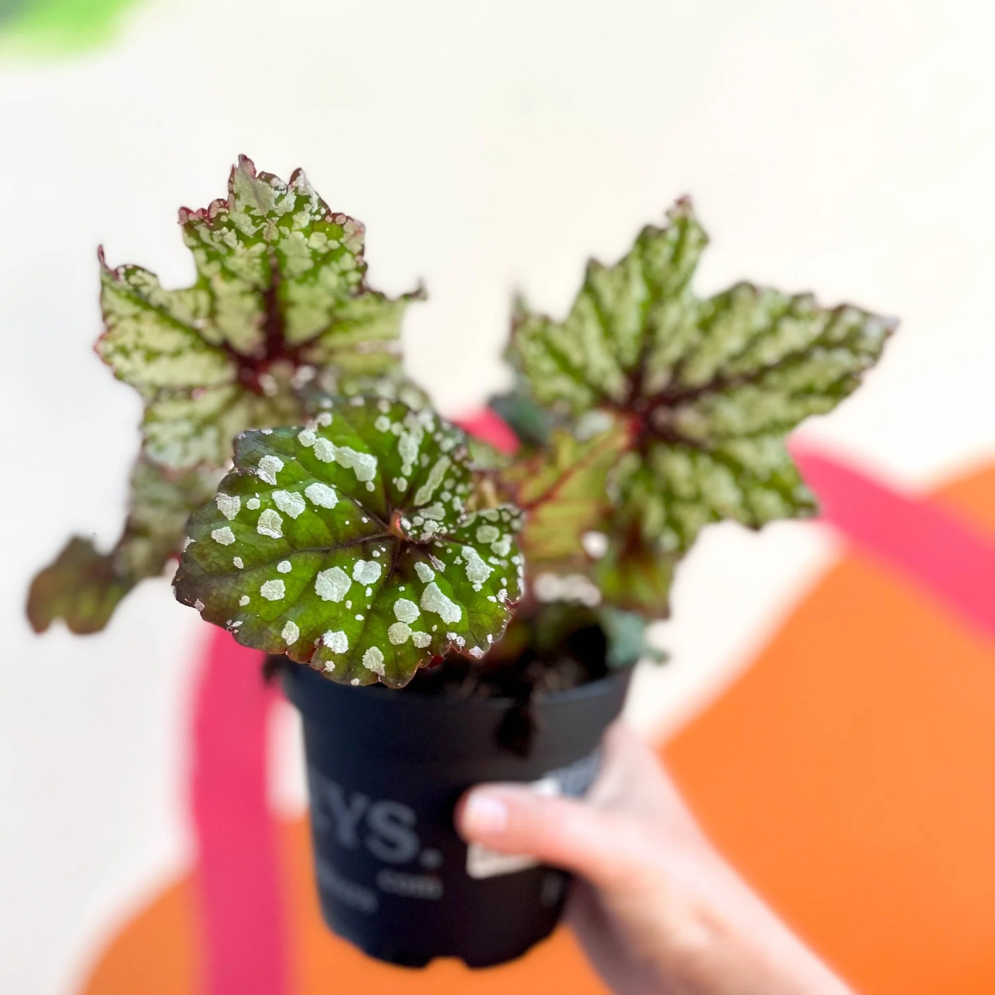 Begonia rex 'Mint Tea' - Welsh Grown - Image 8