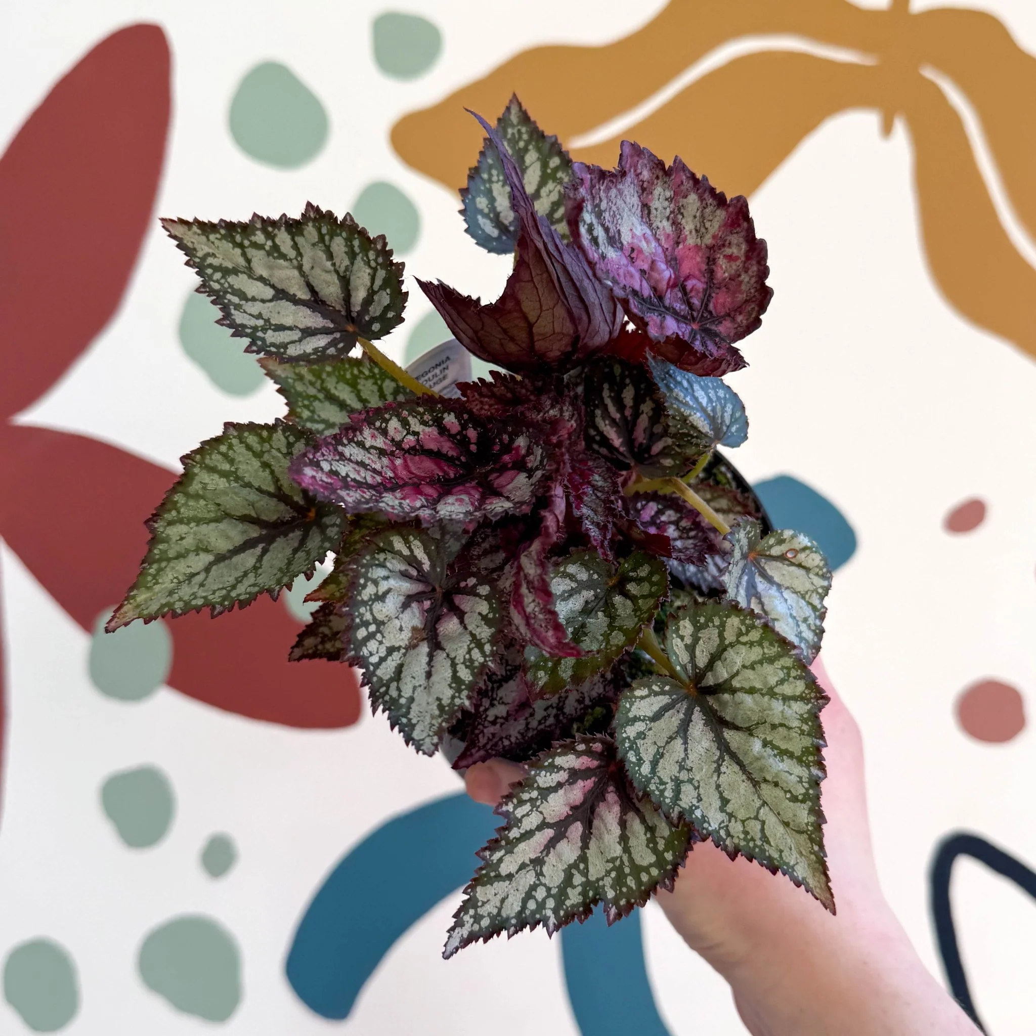 Begonia rex 'Moulin Rouge' - Welsh Grown