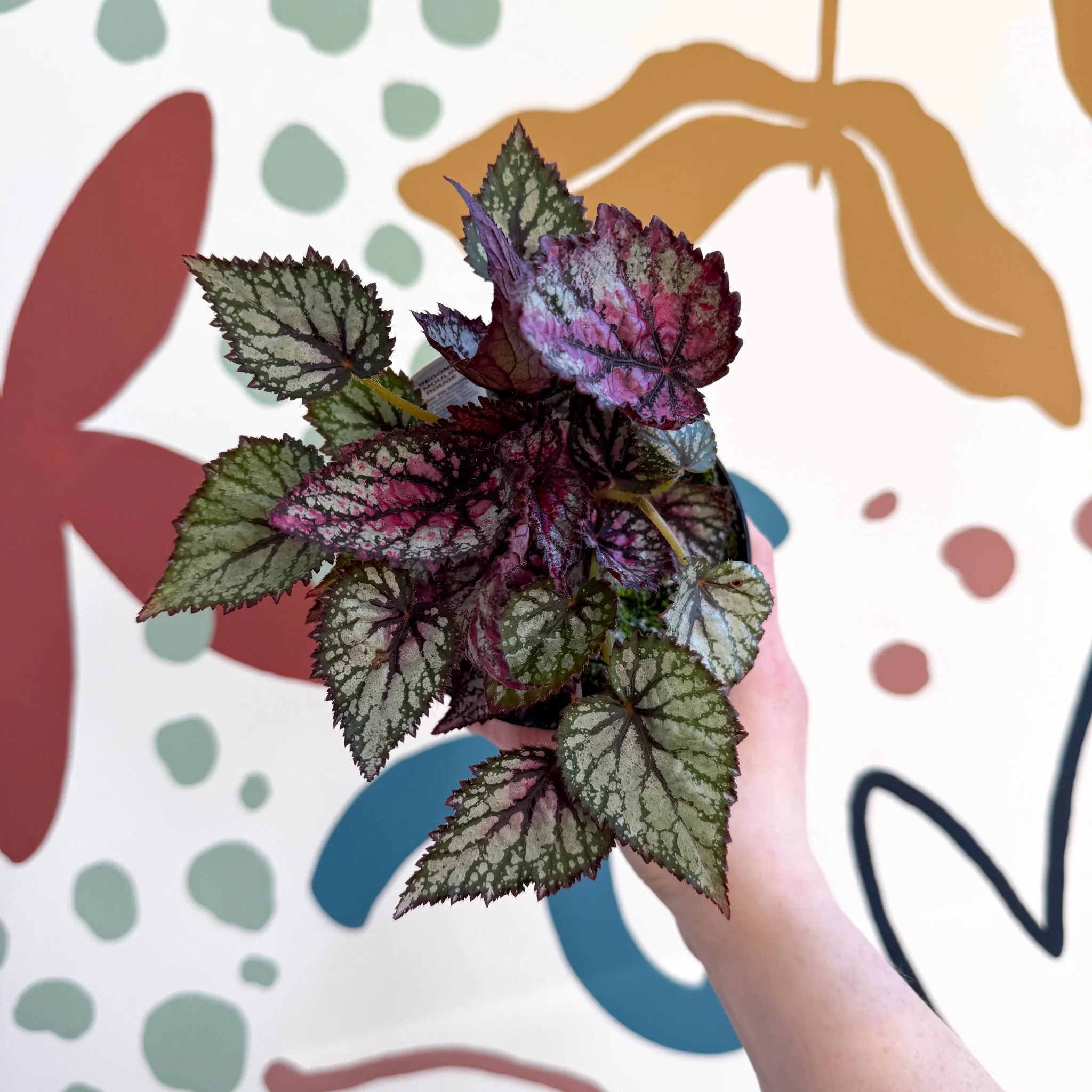 Begonia rex 'Moulin Rouge' - Welsh Grown - Image 2