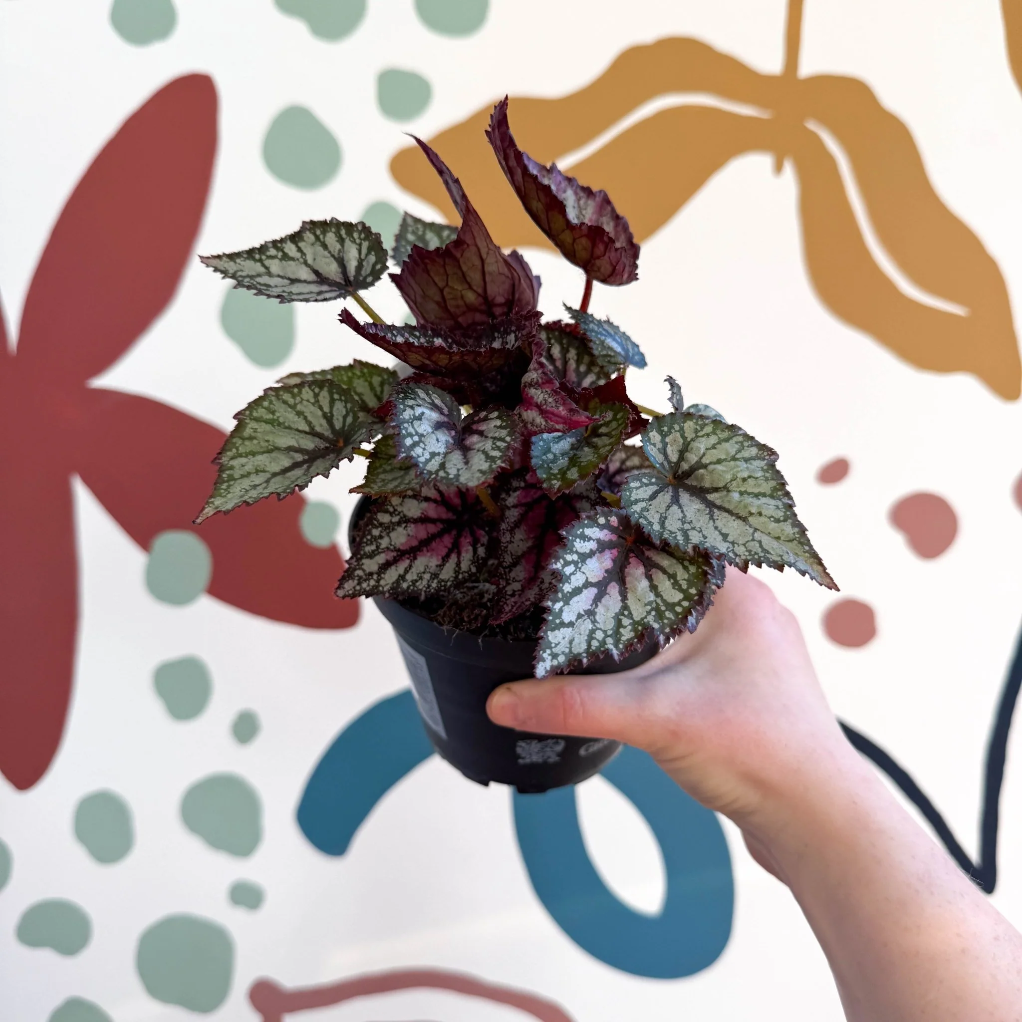 Begonia rex 'Moulin Rouge' - Welsh Grown - Image 3