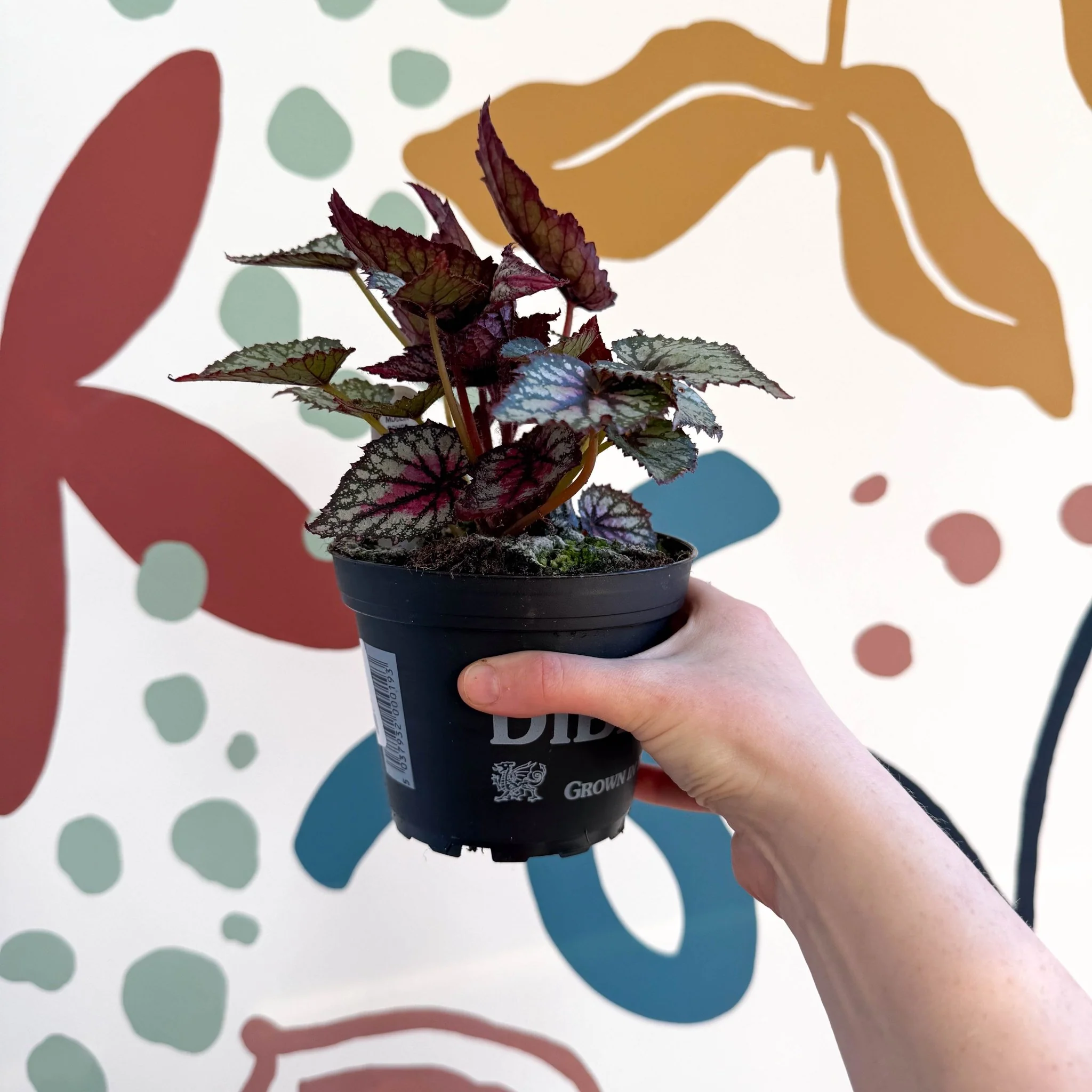 Begonia rex 'Moulin Rouge' - Welsh Grown - Image 4