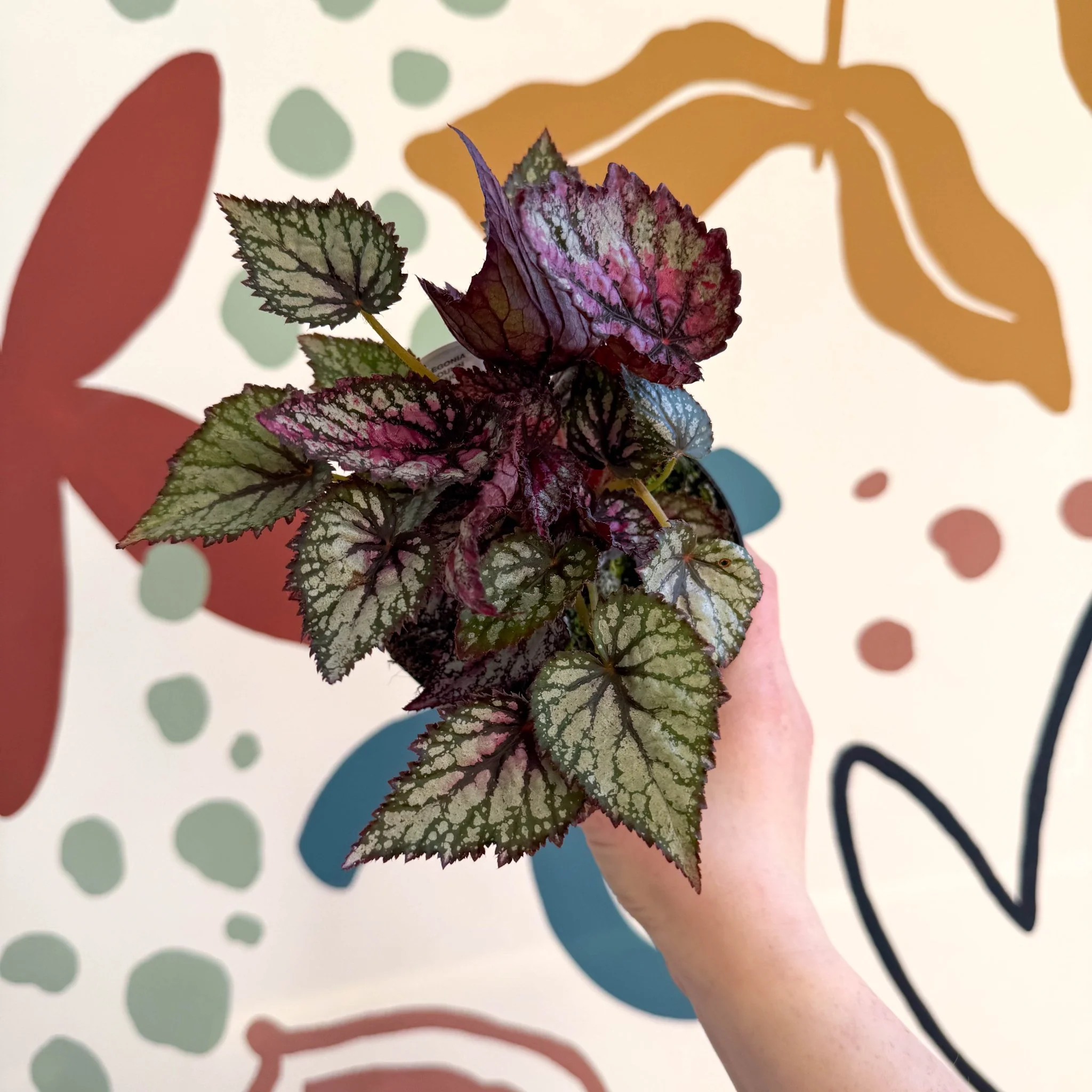 Begonia rex 'Moulin Rouge' - Welsh Grown - Image 5