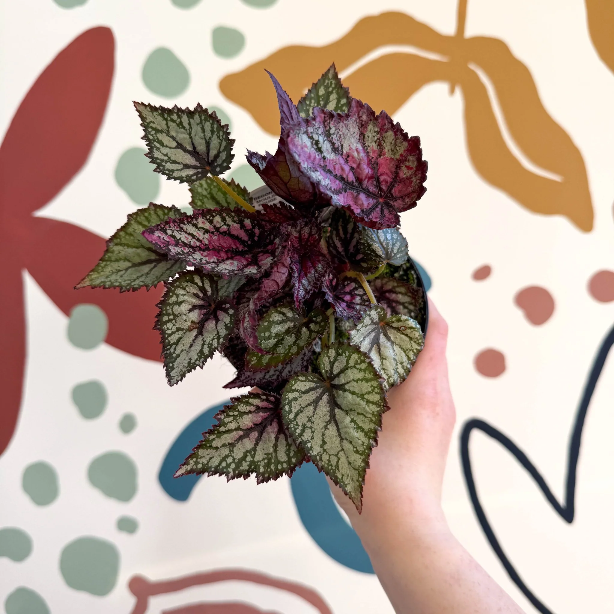Begonia rex 'Moulin Rouge' - Welsh Grown - Image 6