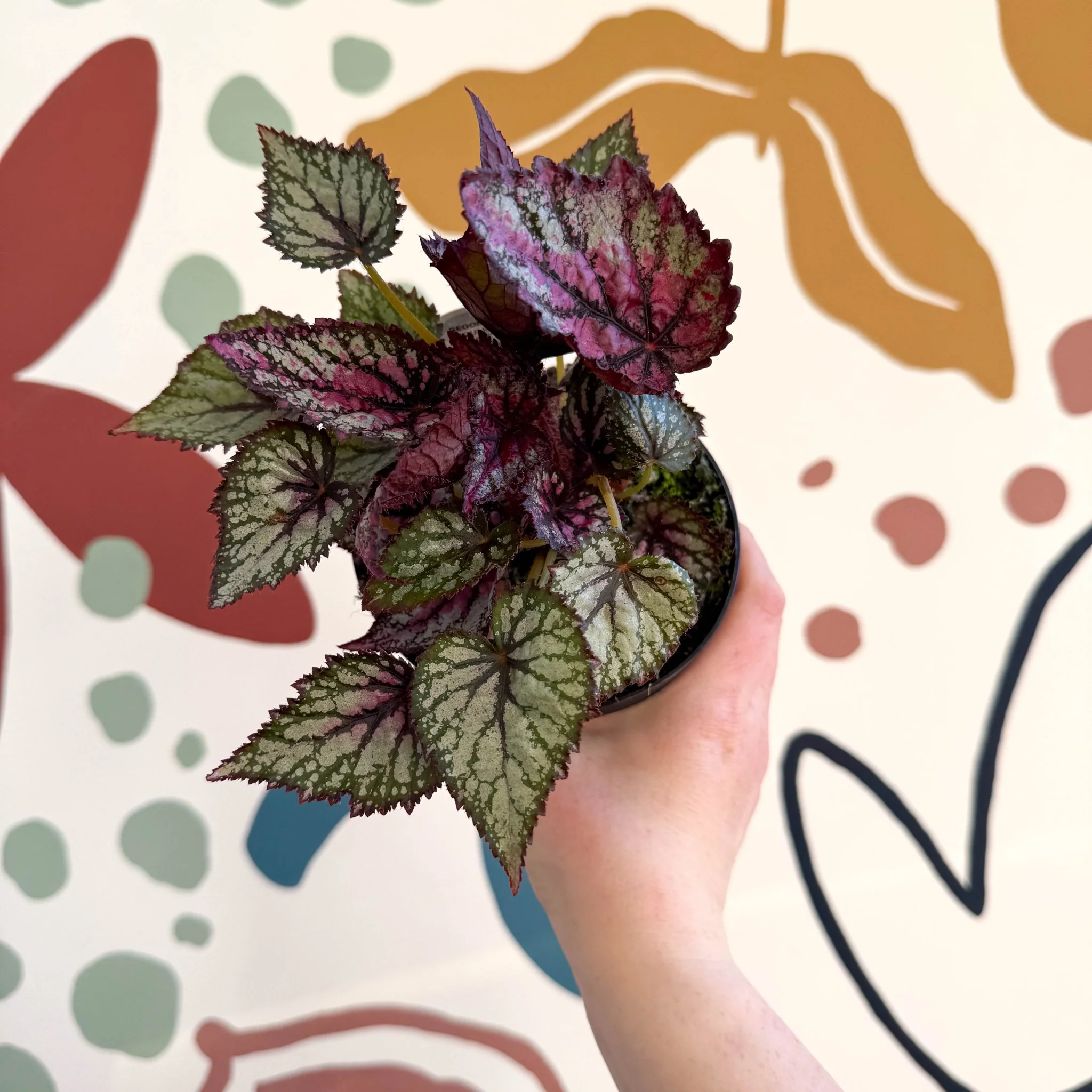Begonia rex 'Moulin Rouge' - Welsh Grown - Image 7