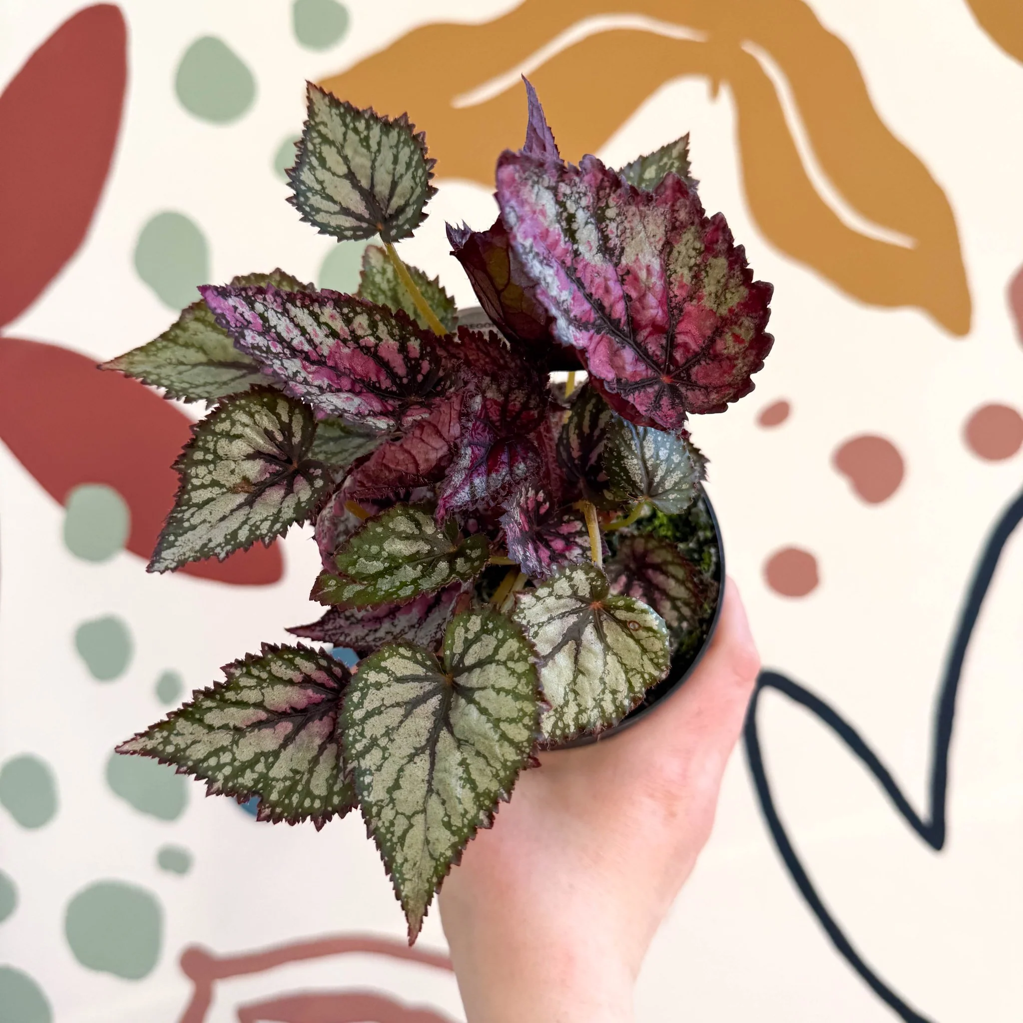 Begonia rex 'Moulin Rouge' - Welsh Grown - Image 8