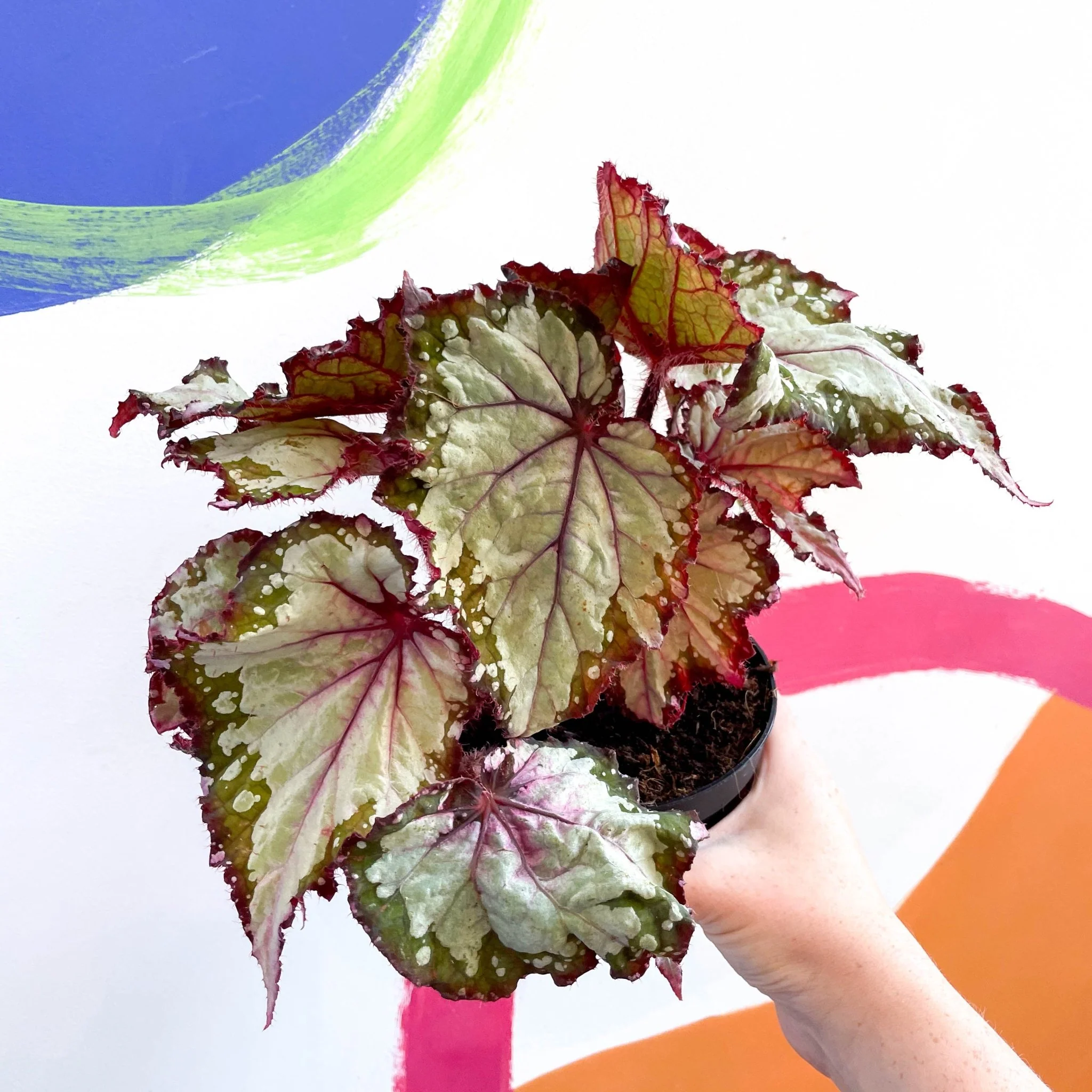 Begonia rex 'My Best Friend' - Welsh Grown
