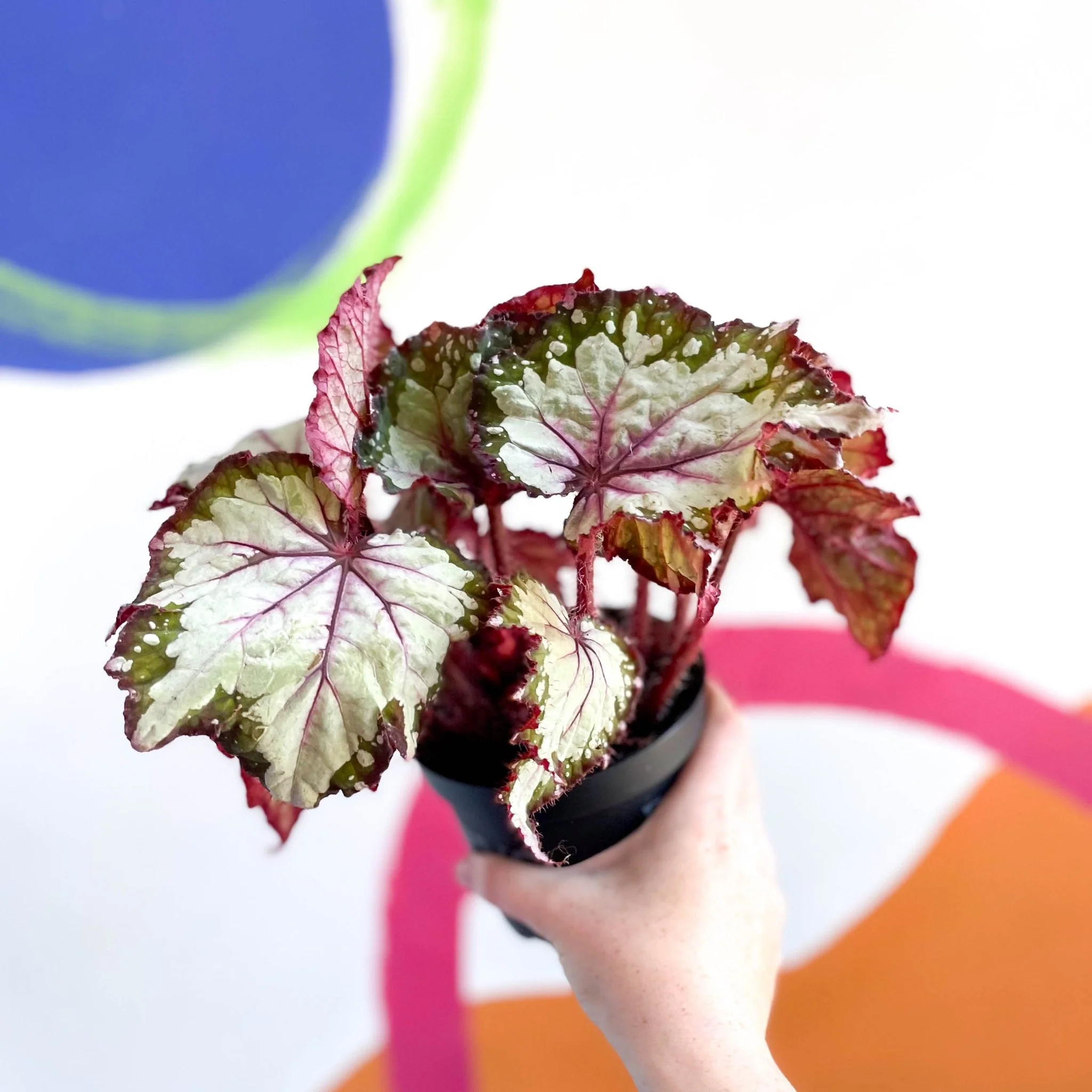 Begonia rex 'My Best Friend' - Welsh Grown - Image 2