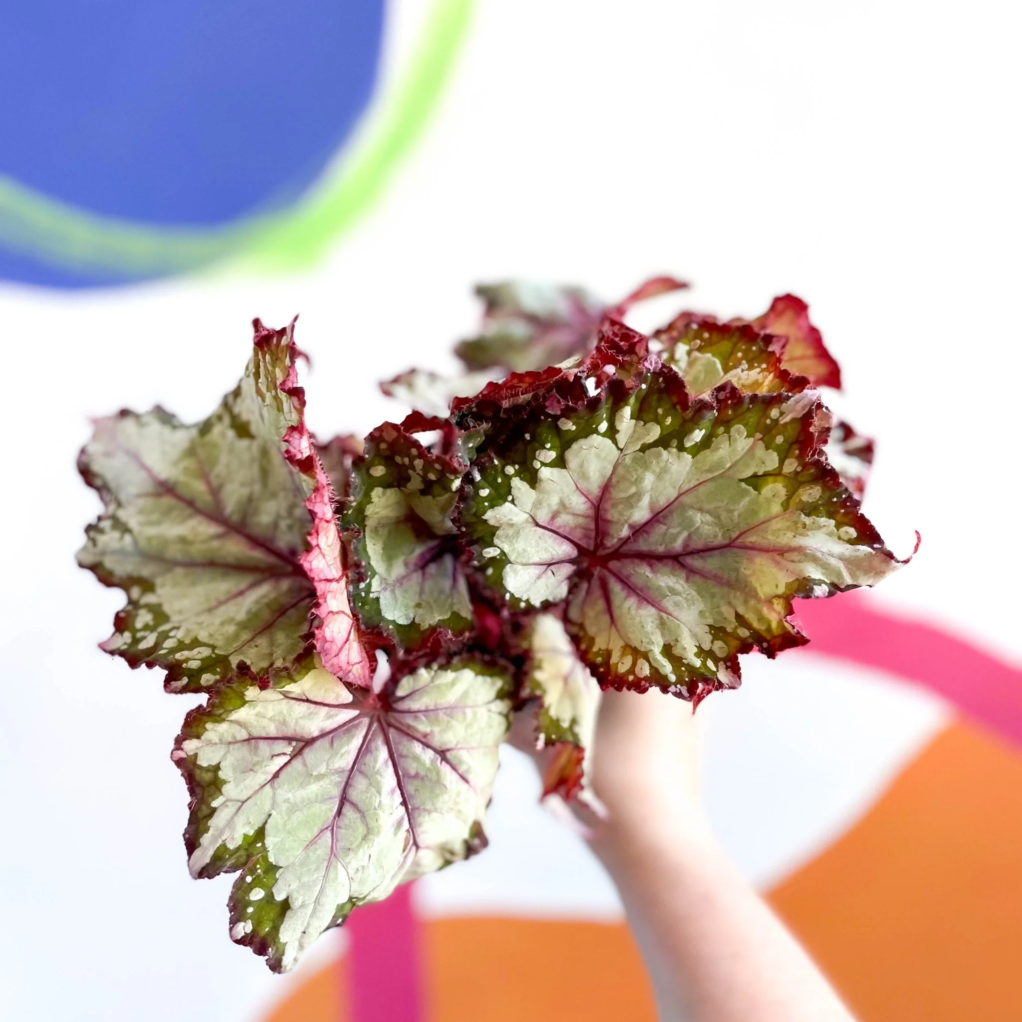 Begonia rex 'My Best Friend' - Welsh Grown - Image 3