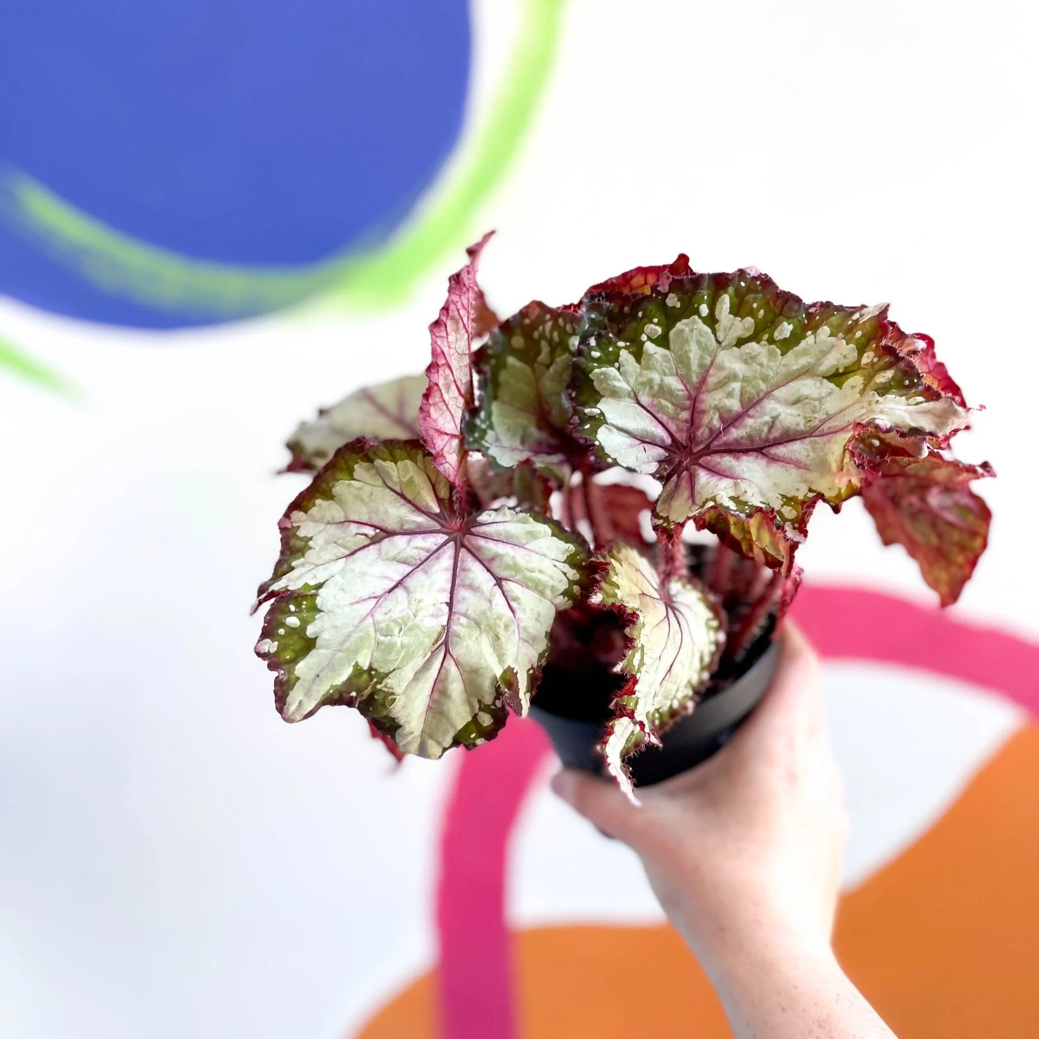 Begonia rex 'My Best Friend' - Welsh Grown - Image 4