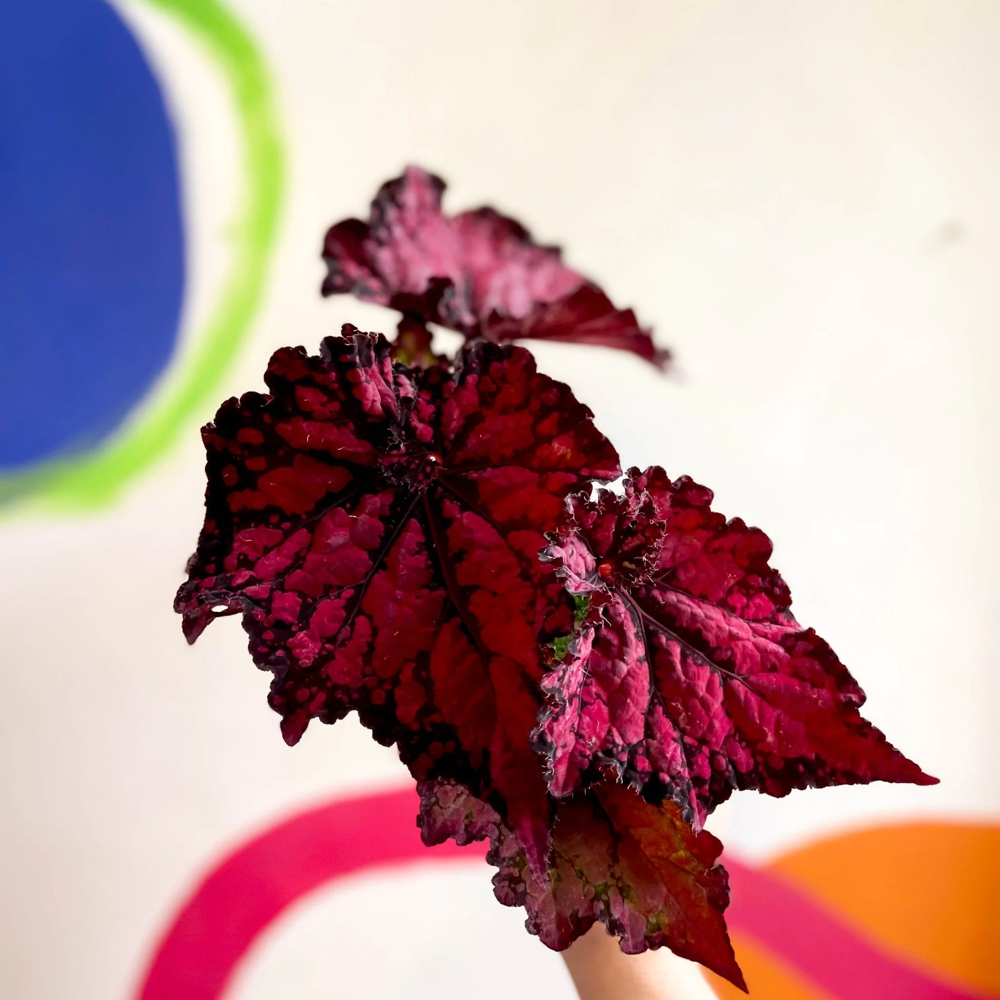 Begonia rex 'Pachea' - Welsh Grown - Image 4