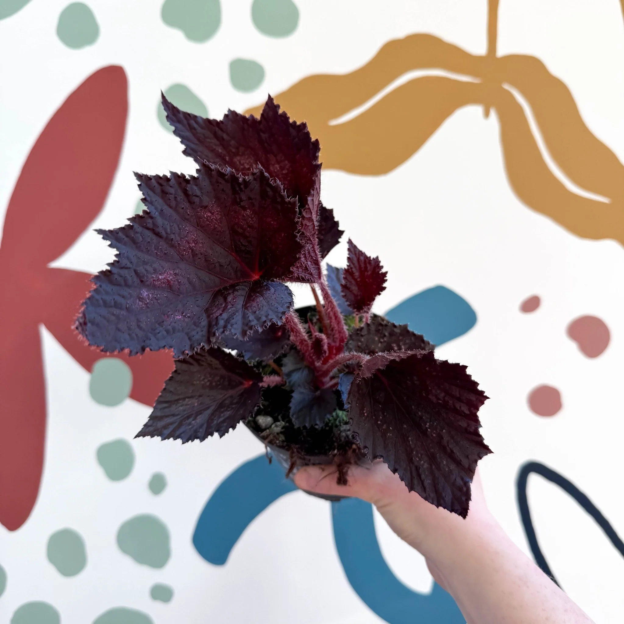 Begonia rex 'Phantom' - Welsh Grown