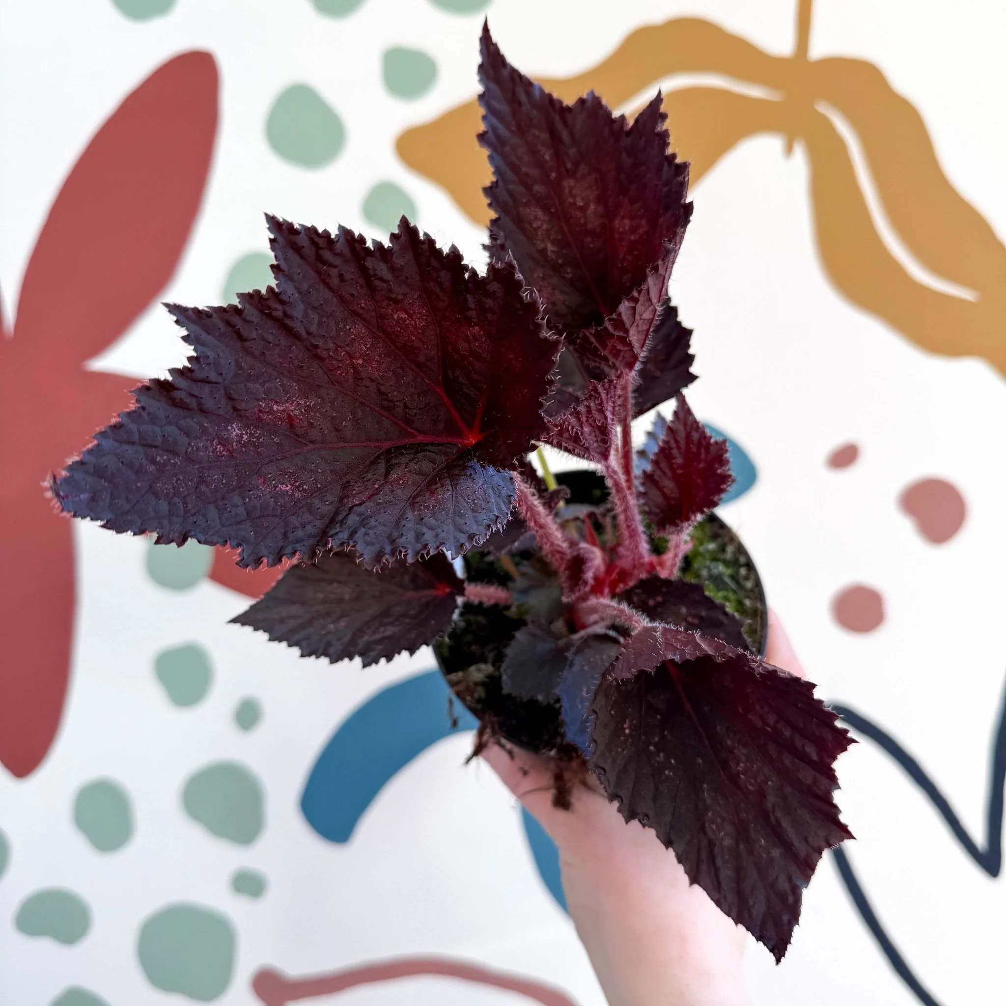 Begonia rex 'Phantom' - Welsh Grown - Image 10