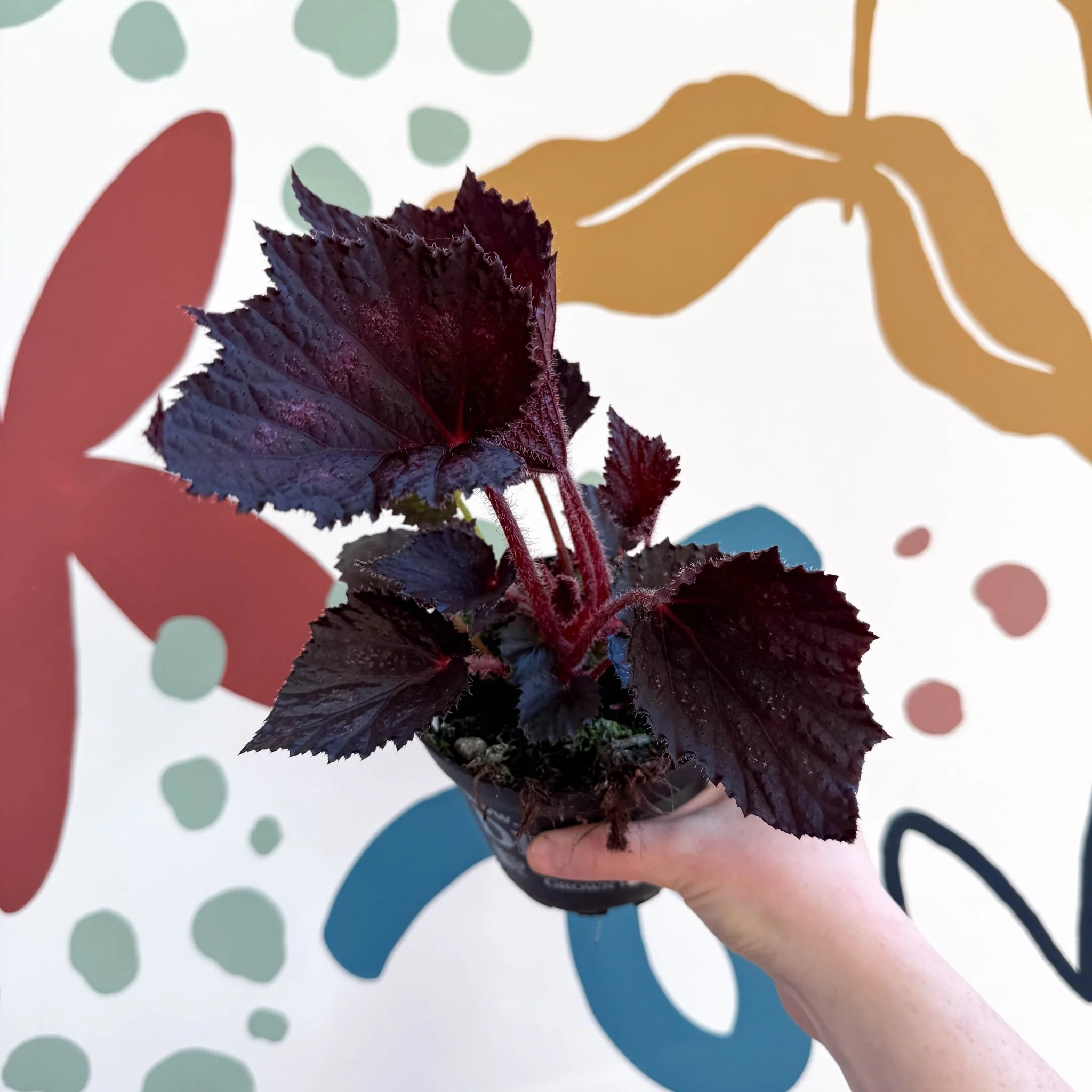 Begonia rex 'Phantom' - Welsh Grown - Image 2
