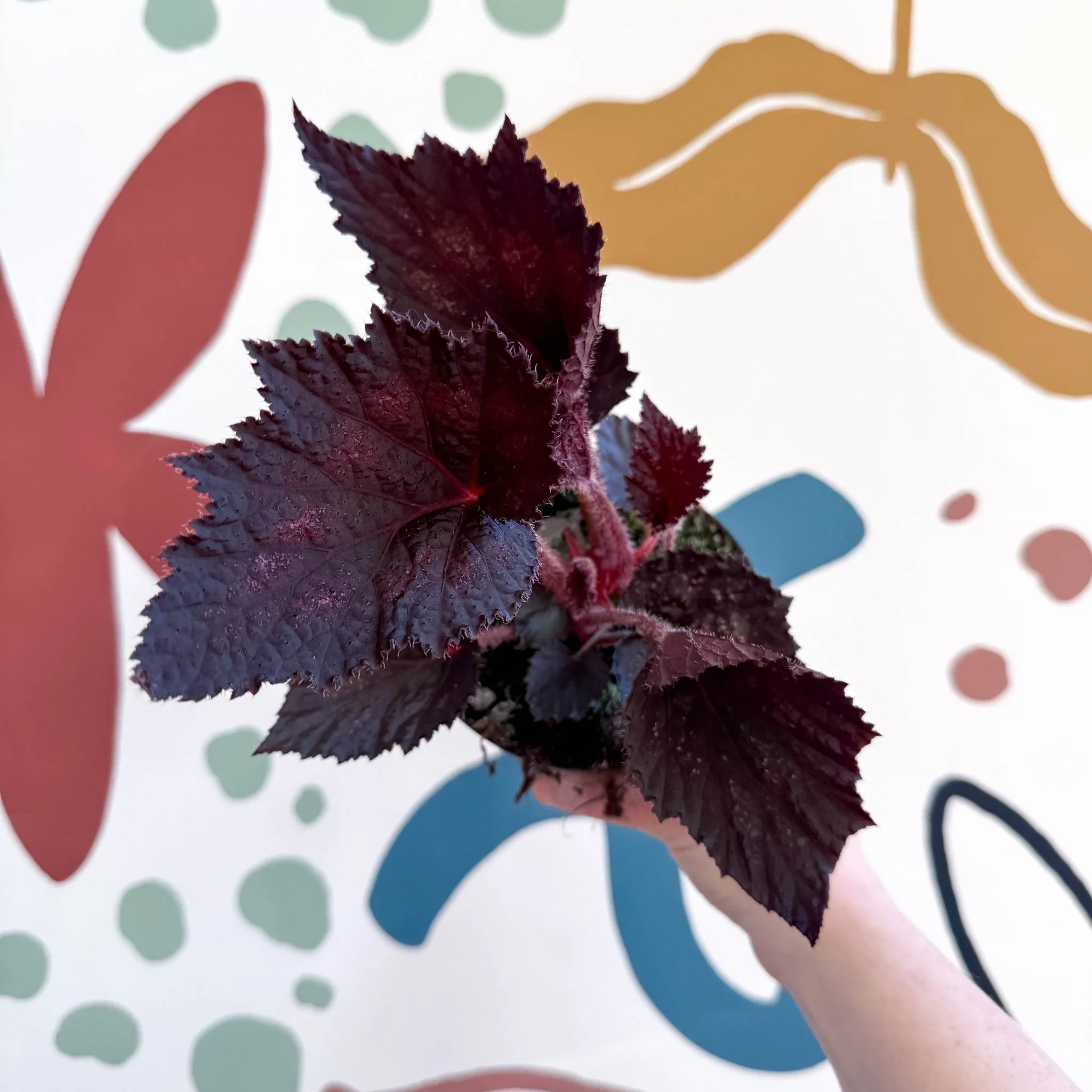 Begonia rex 'Phantom' - Welsh Grown - Image 3
