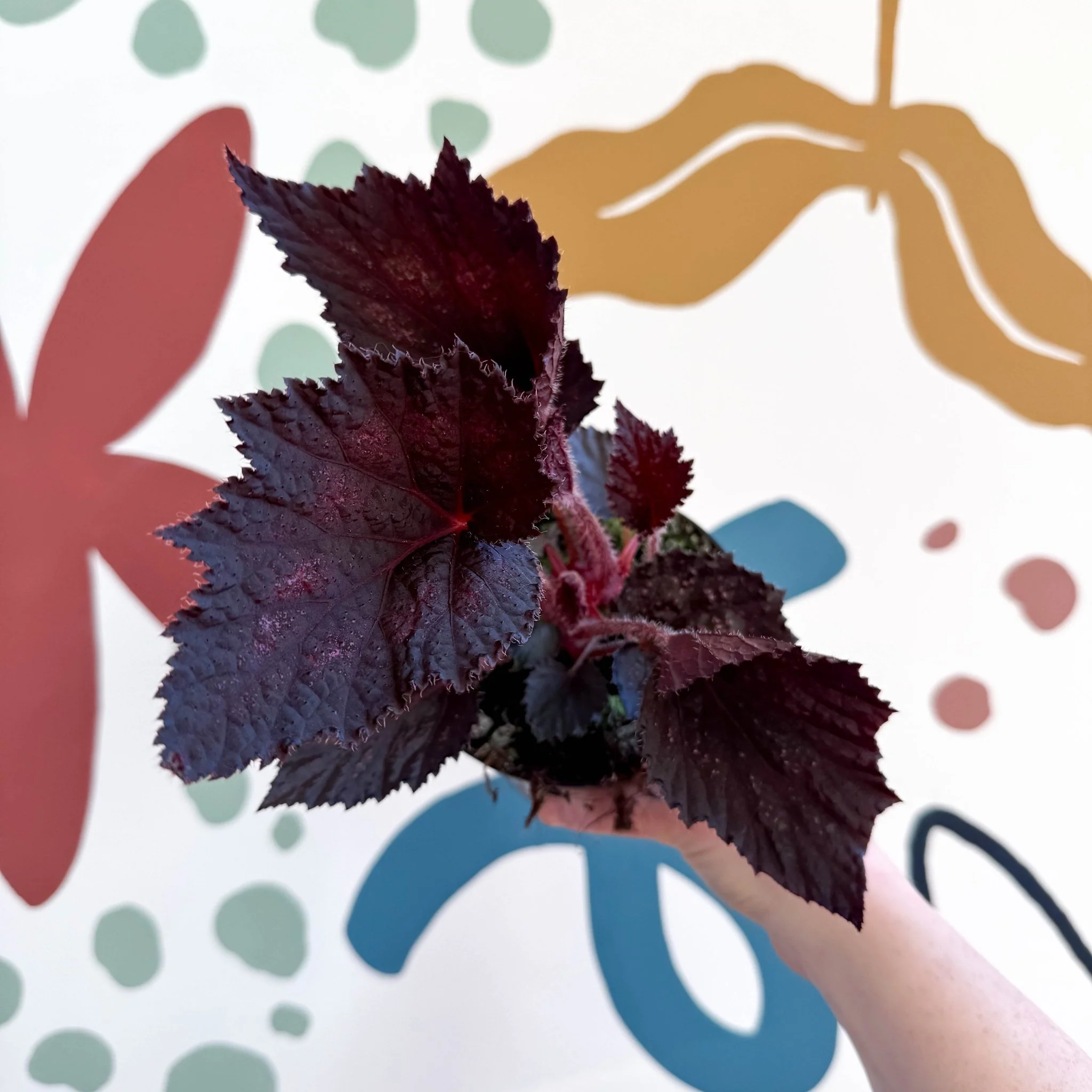Begonia rex 'Phantom' - Welsh Grown - Image 4