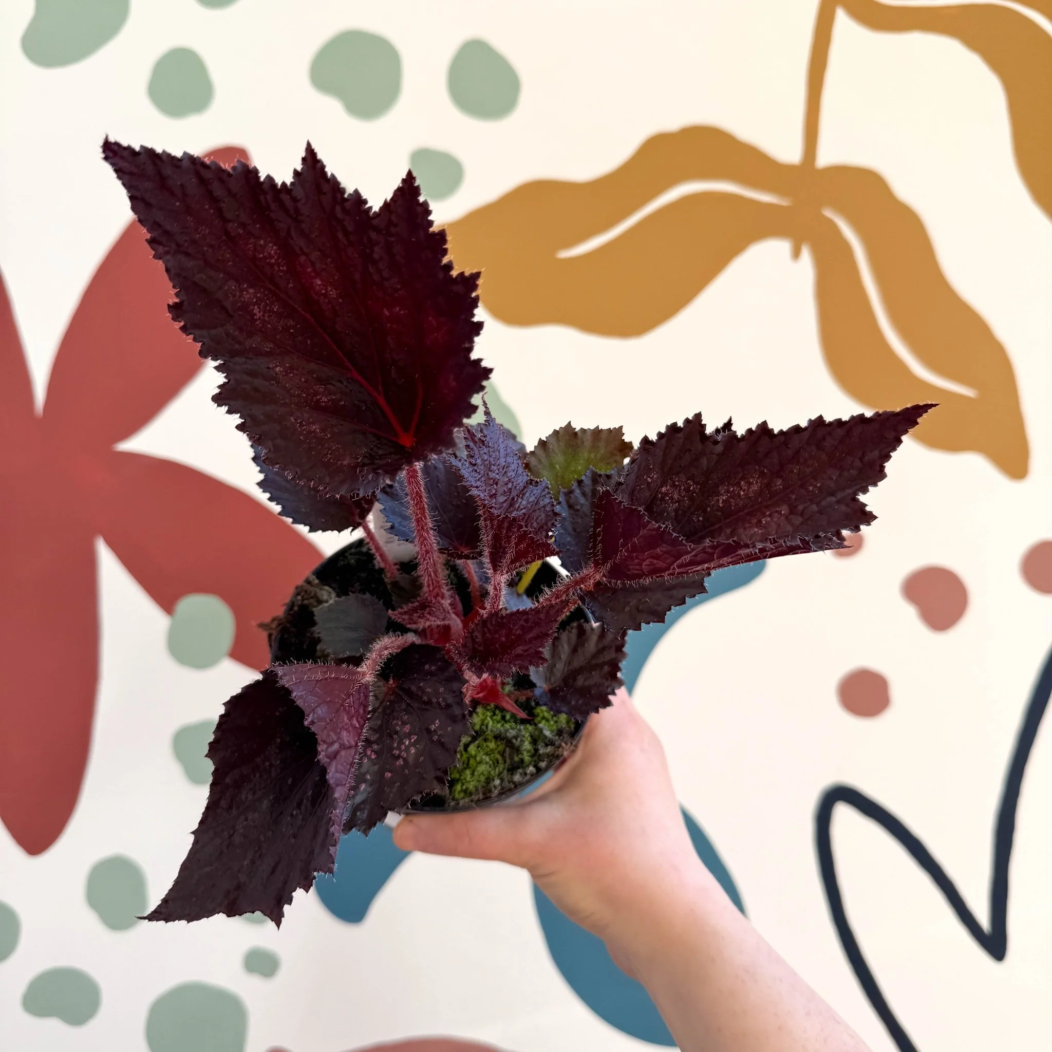 Begonia rex 'Phantom' - Welsh Grown - Image 5