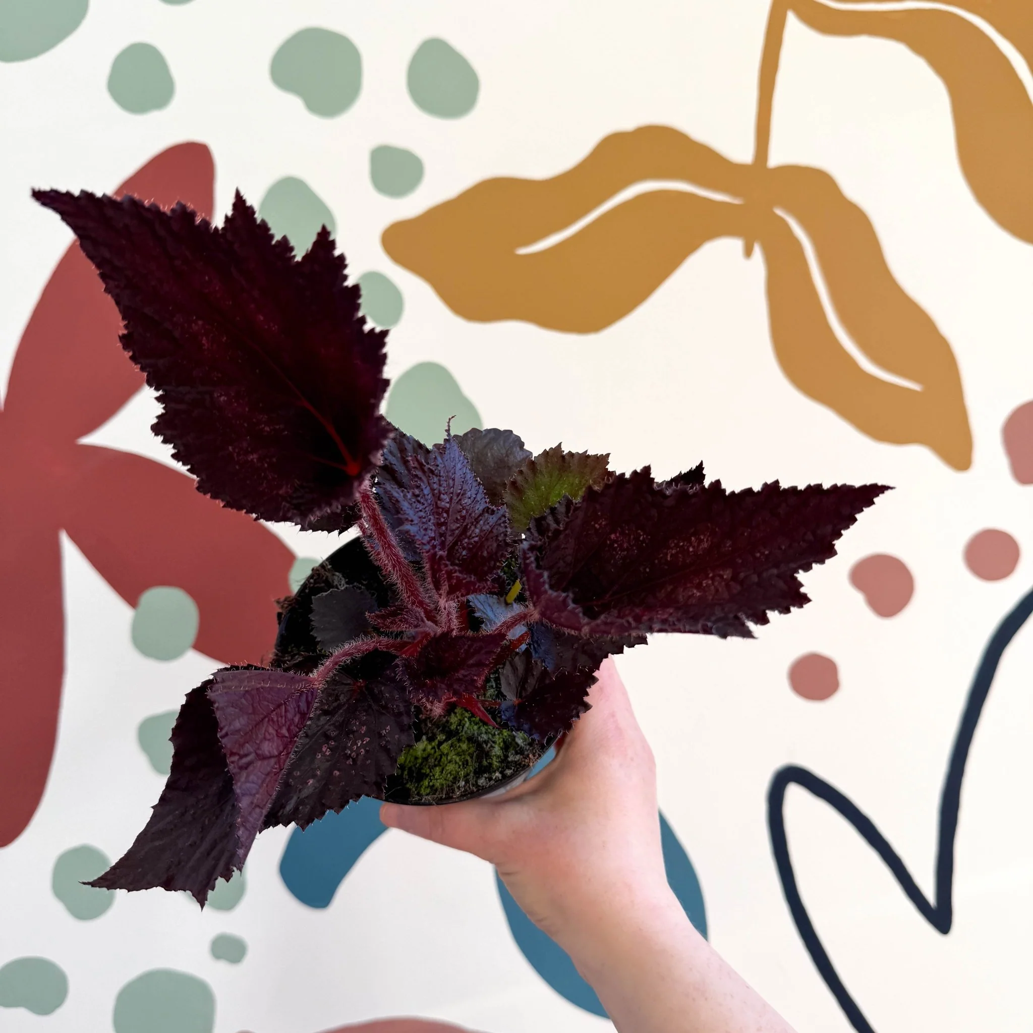 Begonia rex 'Phantom' - Welsh Grown - Image 6