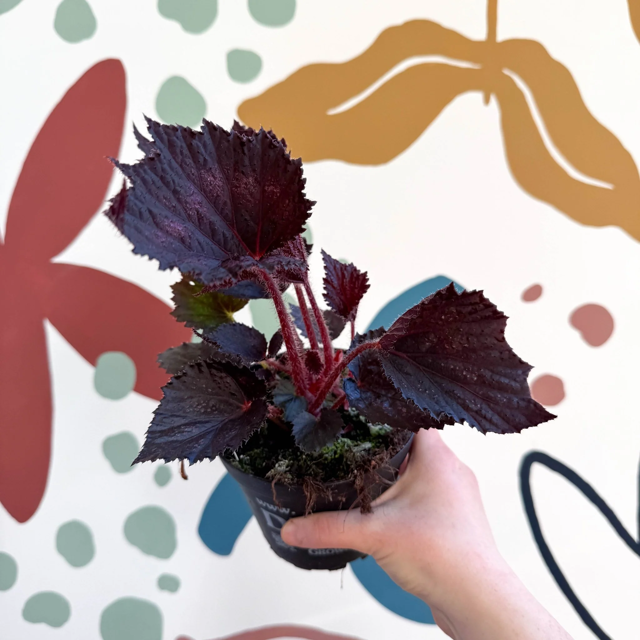 Begonia rex 'Phantom' - Welsh Grown - Image 7
