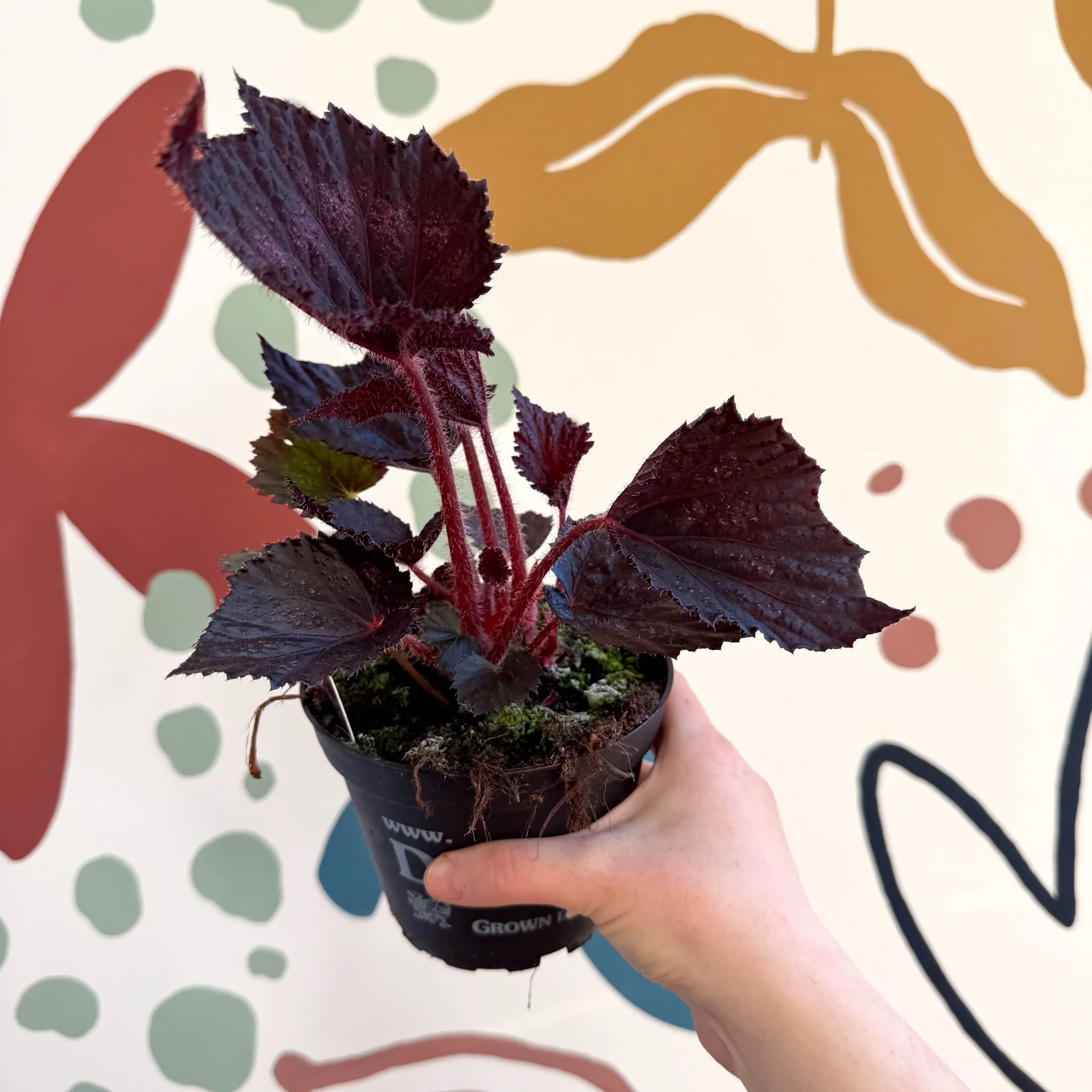 Begonia rex 'Phantom' - Welsh Grown - Image 8