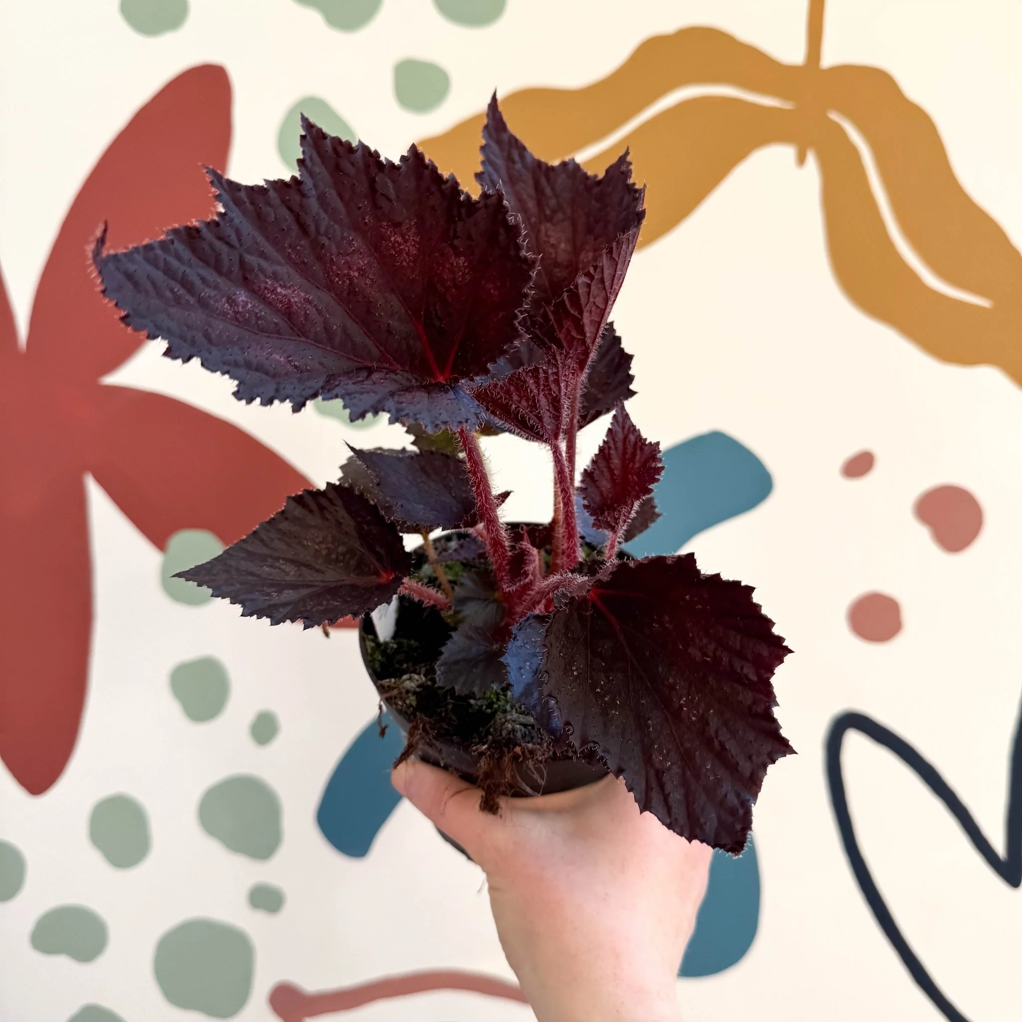 Begonia rex 'Phantom' - Welsh Grown - Image 9