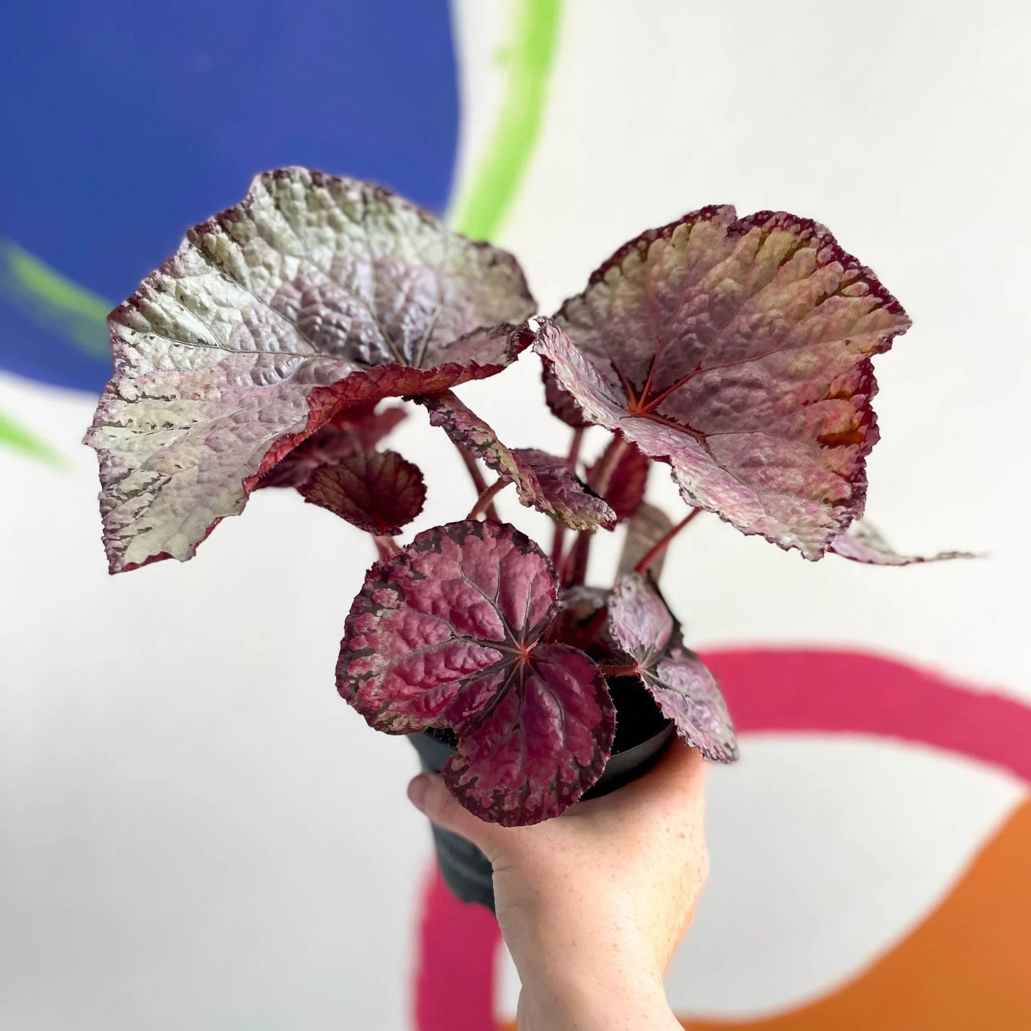 Begonia rex 'Pink Champagne' - Welsh Grown