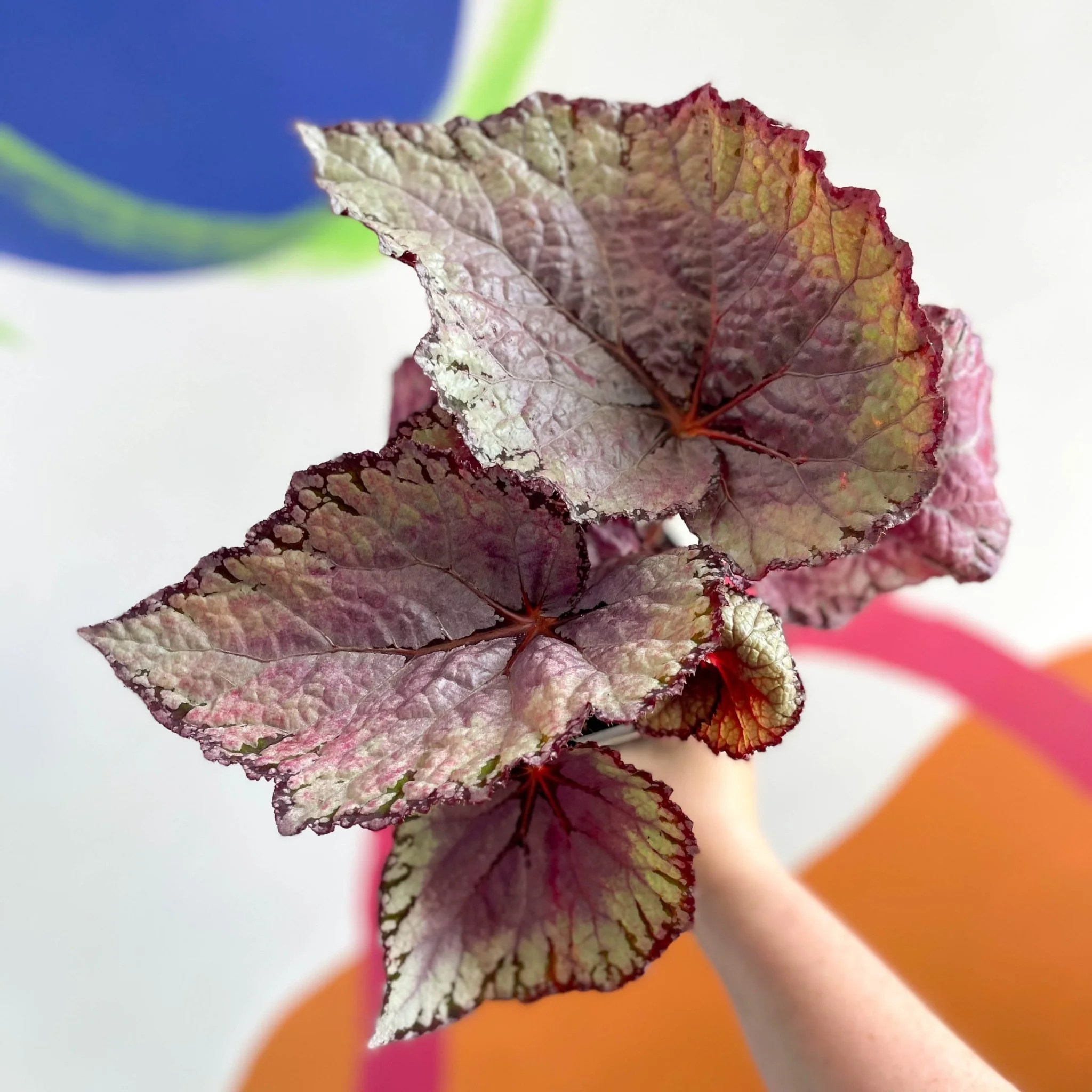 Begonia rex 'Pink Champagne' - Welsh Grown - Image 2