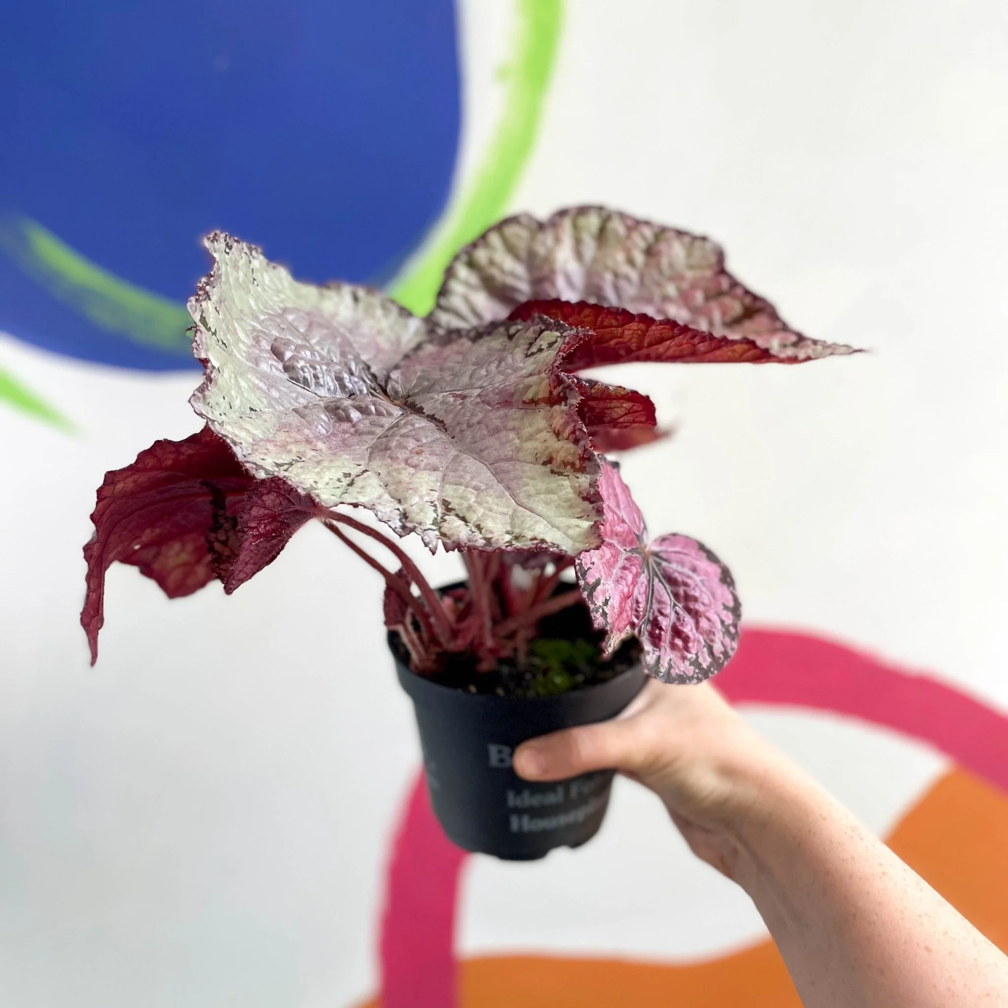 Begonia rex 'Pink Champagne' - Welsh Grown - Image 3