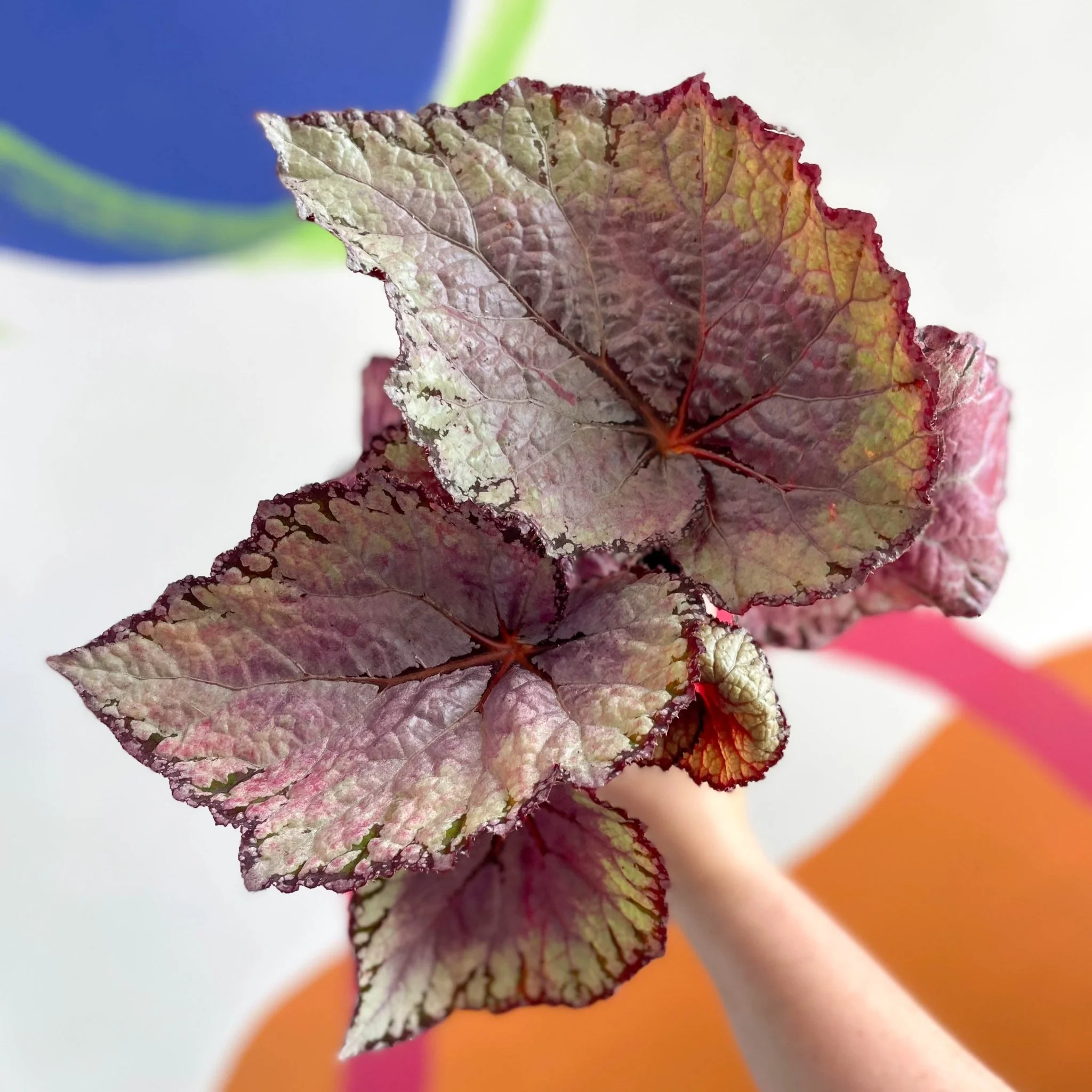 Begonia rex 'Pink Champagne' - Welsh Grown - Image 4