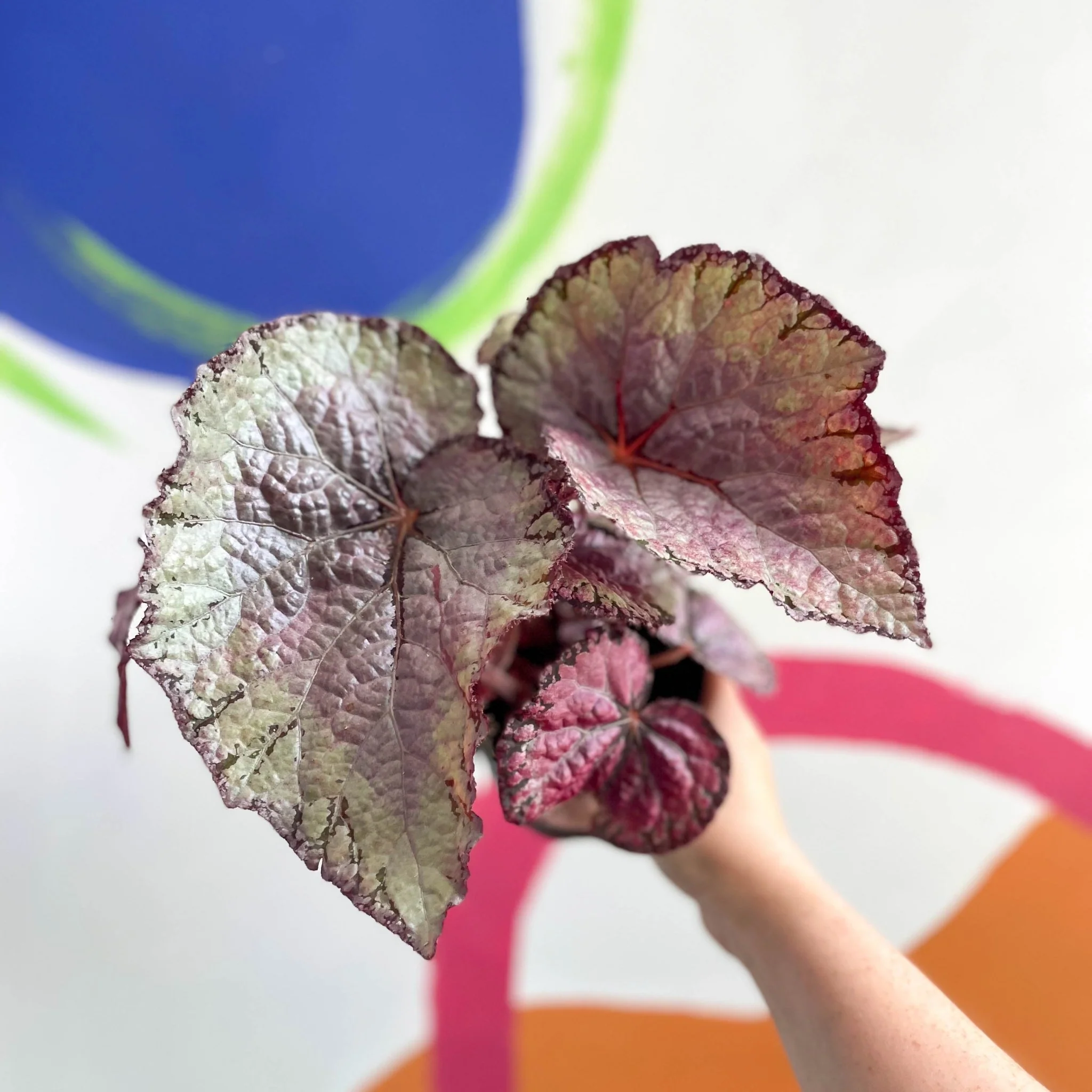 Begonia rex 'Pink Champagne' - Welsh Grown - Image 5