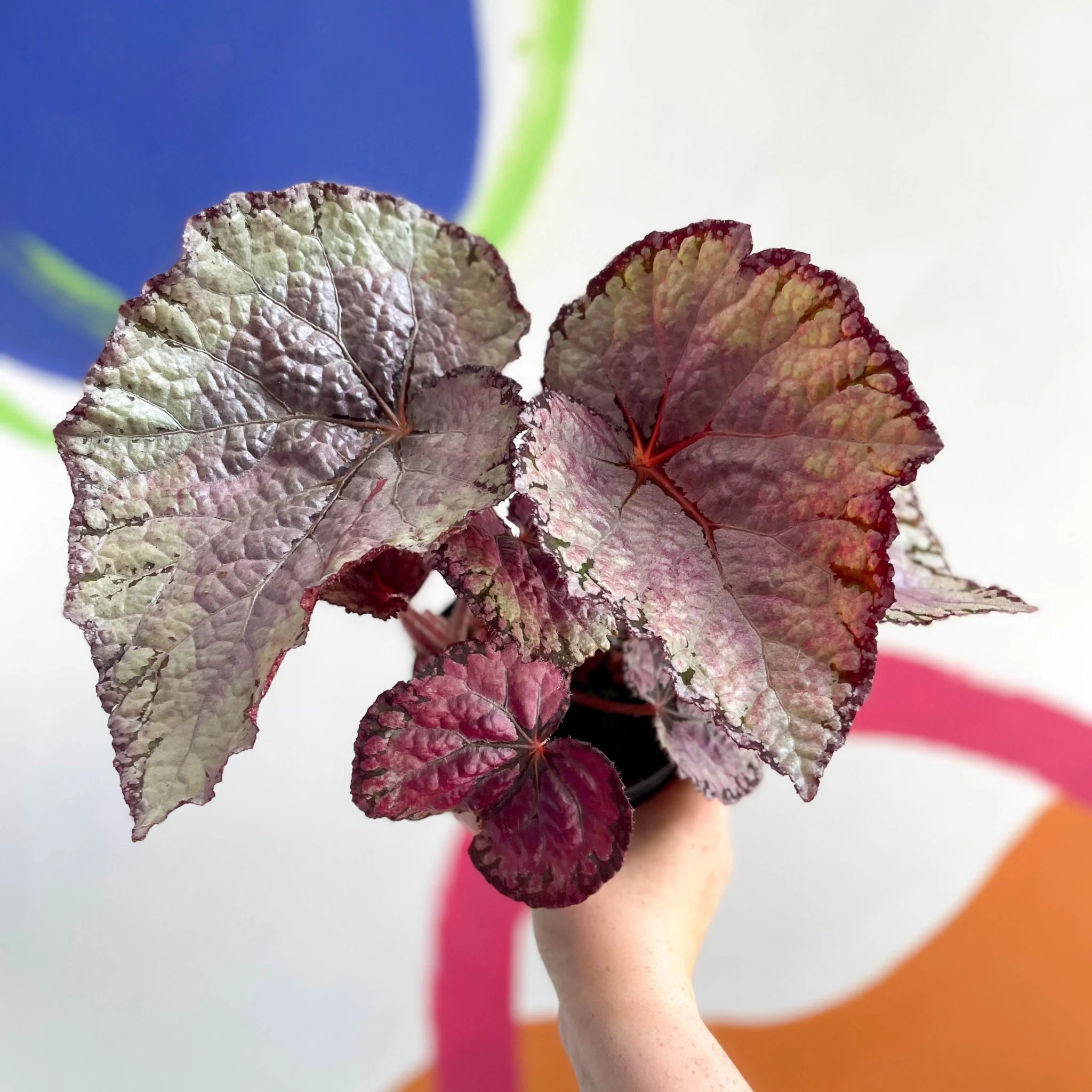 Begonia rex 'Pink Champagne' - Welsh Grown - Image 6