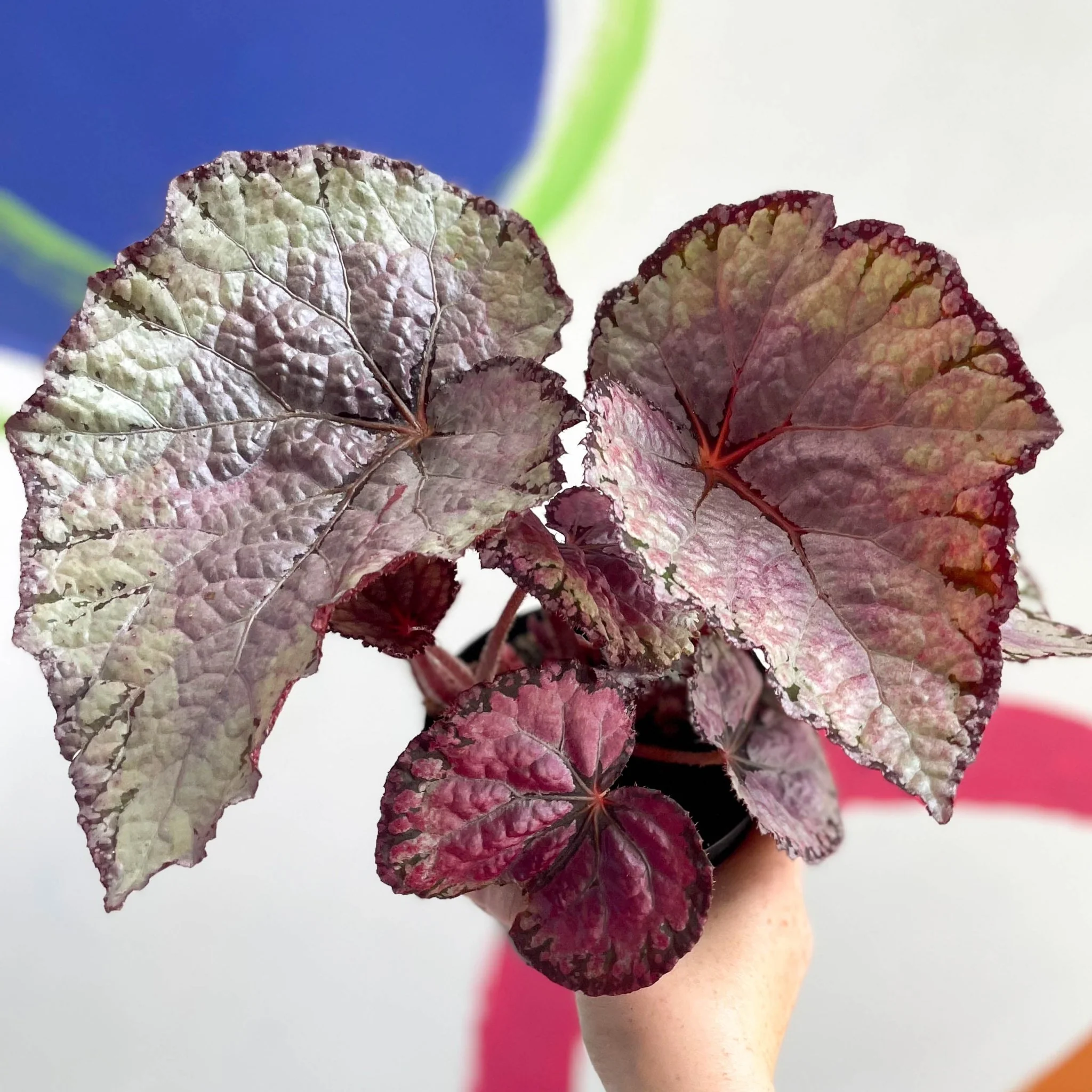 Begonia rex 'Pink Champagne' - Welsh Grown - Image 7