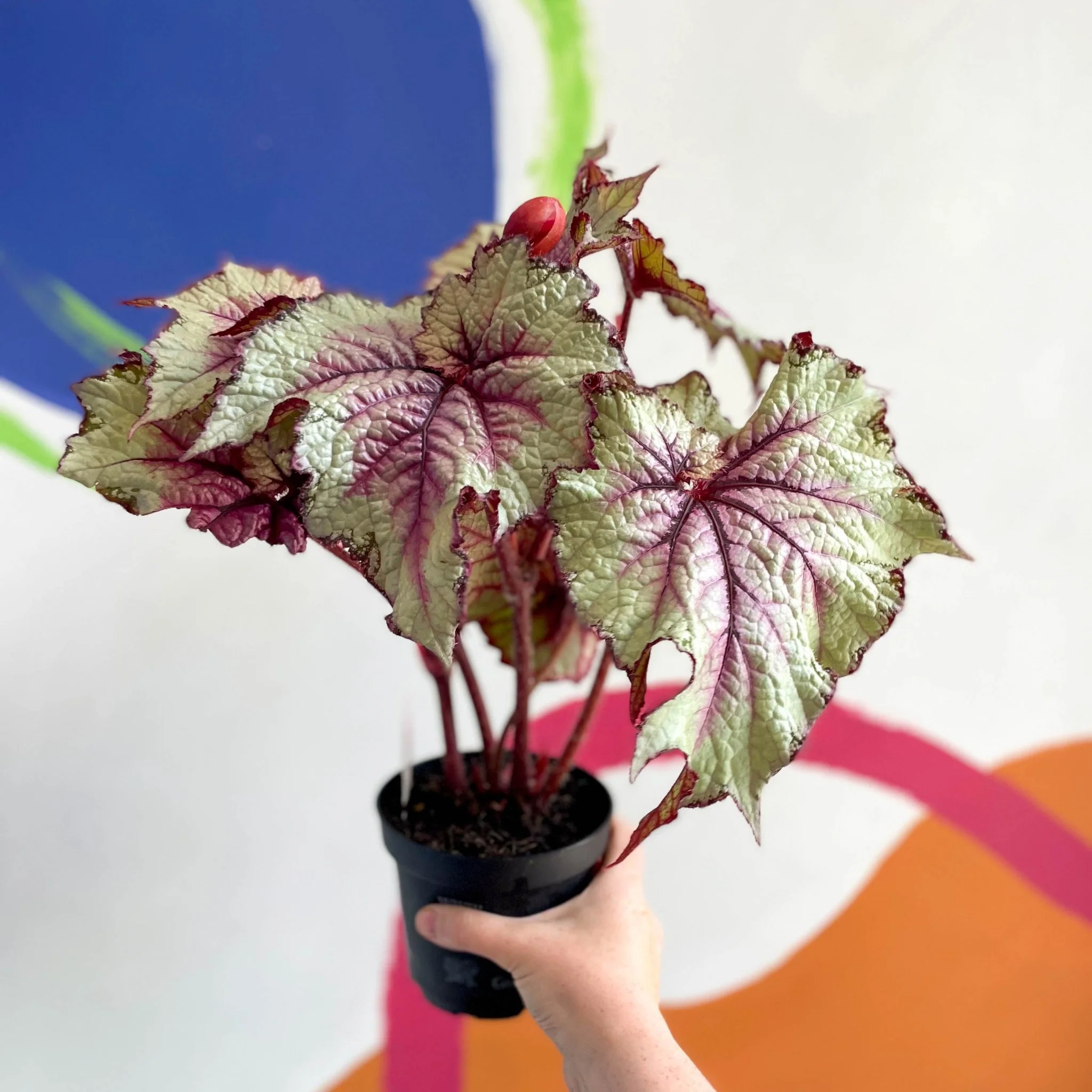 Begonia rex 'Pink Twist' - Welsh Grown