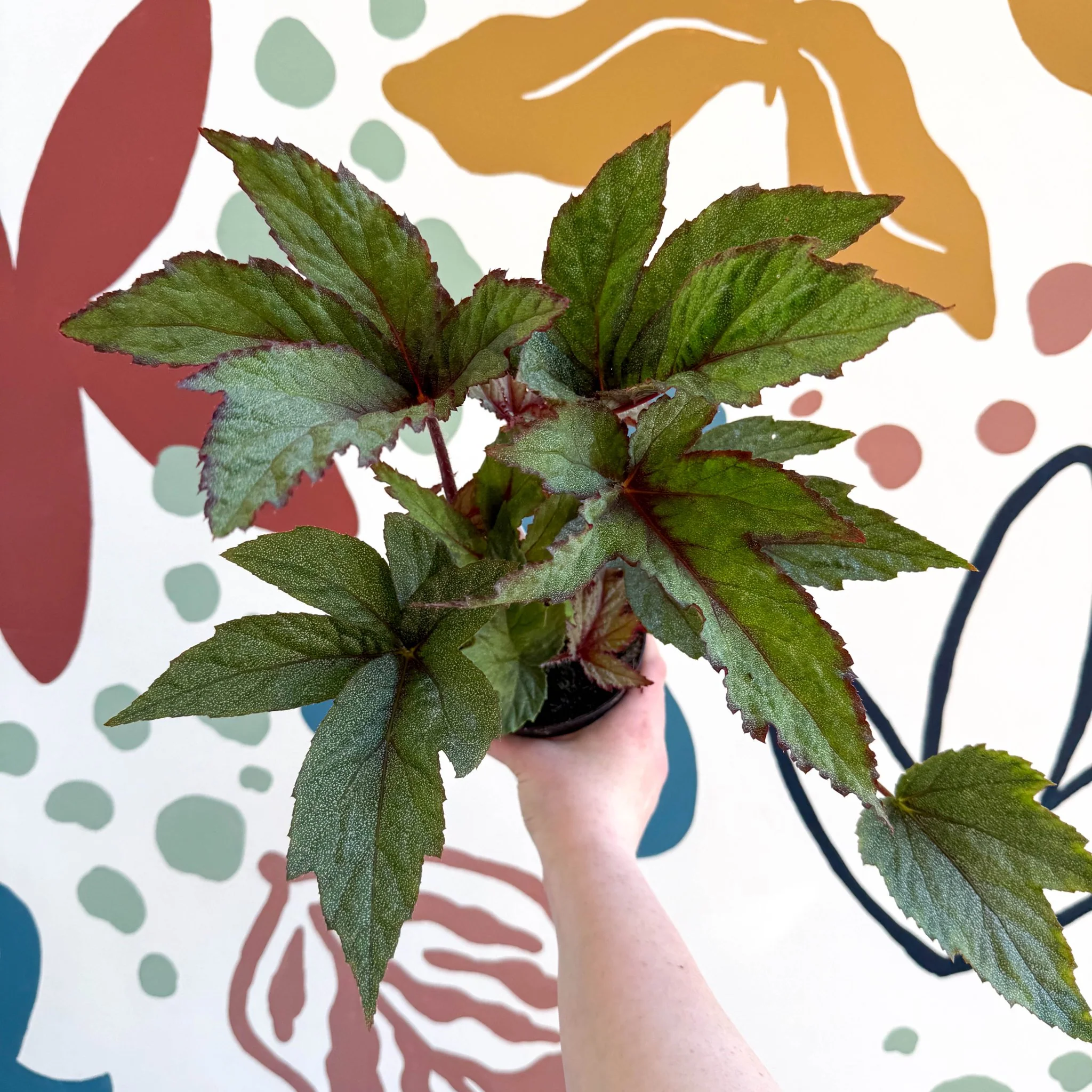 Begonia 'Pollux' - Welsh Grown