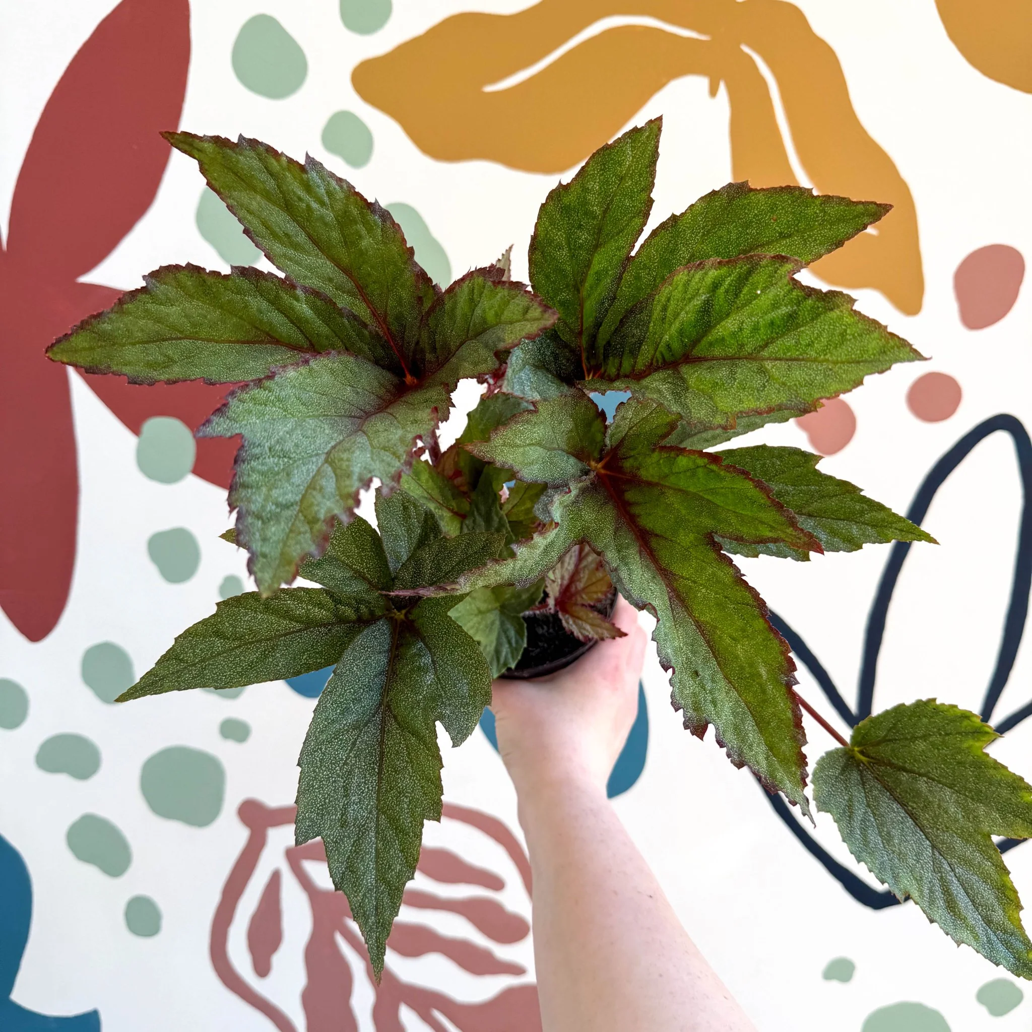 Begonia 'Pollux' - Welsh Grown - Image 3