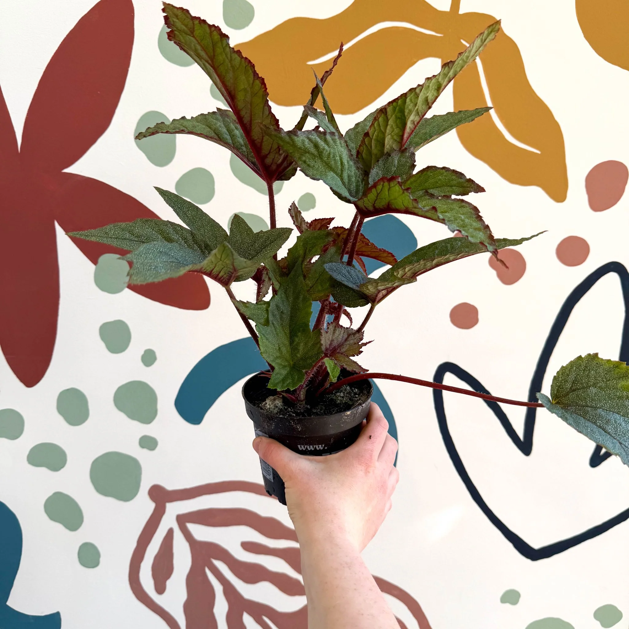Begonia 'Pollux' - Welsh Grown - Image 4