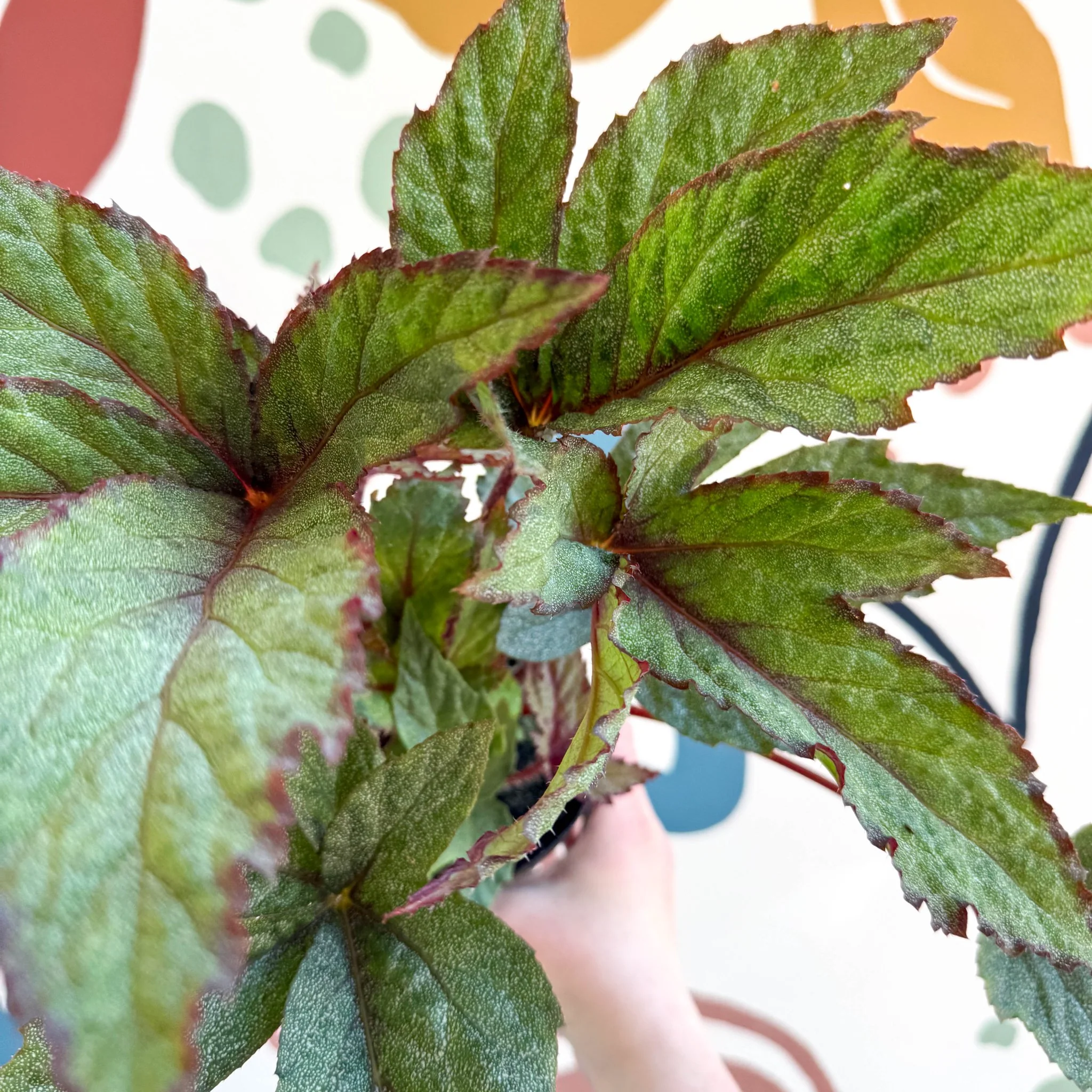 Begonia 'Pollux' - Welsh Grown - Image 5