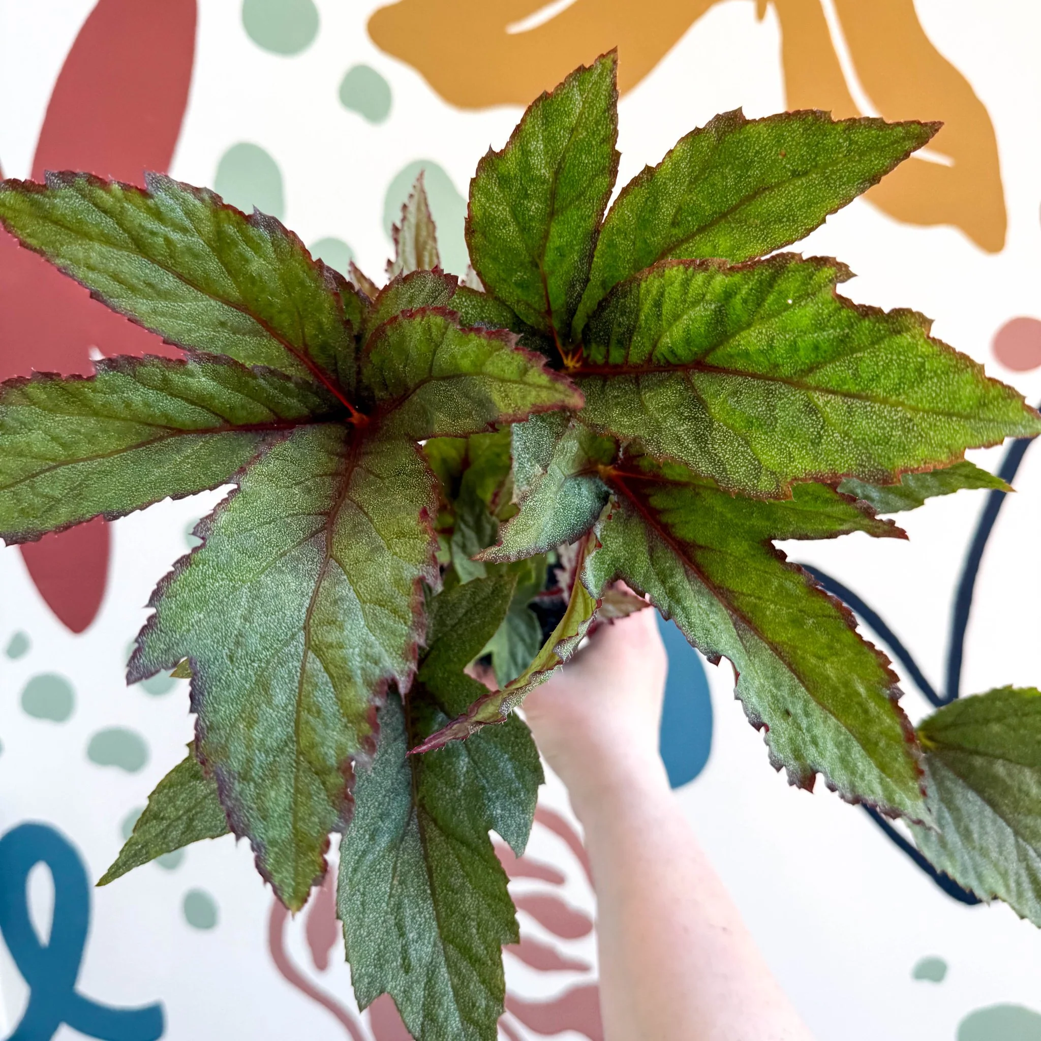 Begonia 'Pollux' - Welsh Grown - Image 6