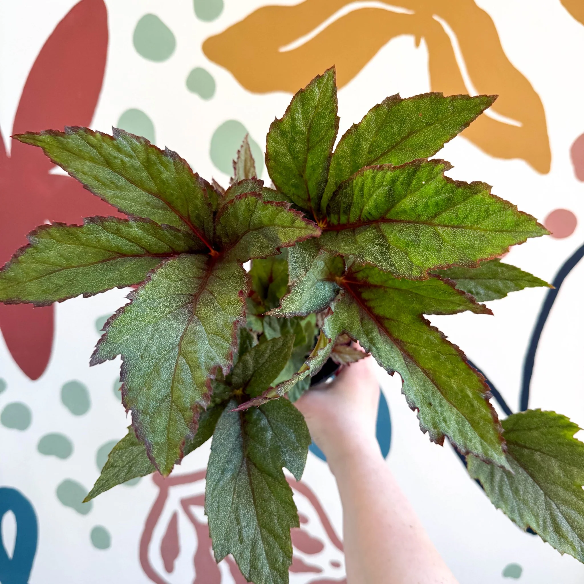 Begonia 'Pollux' - Welsh Grown - Image 7