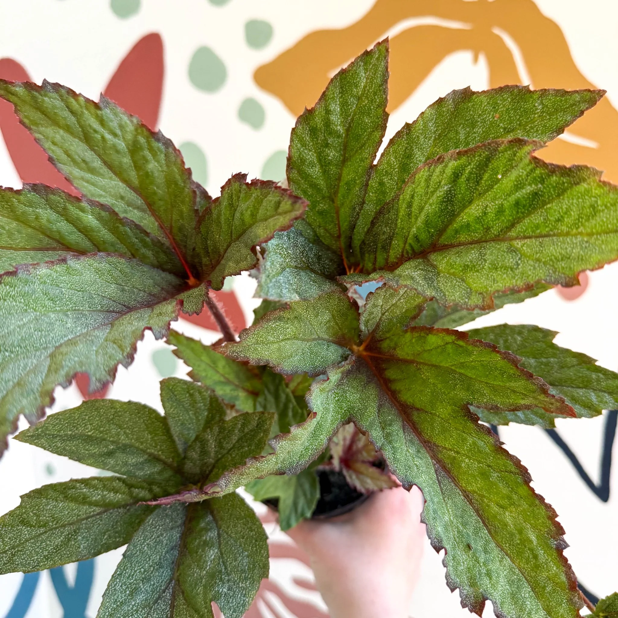 Begonia 'Pollux' - Welsh Grown - Image 8