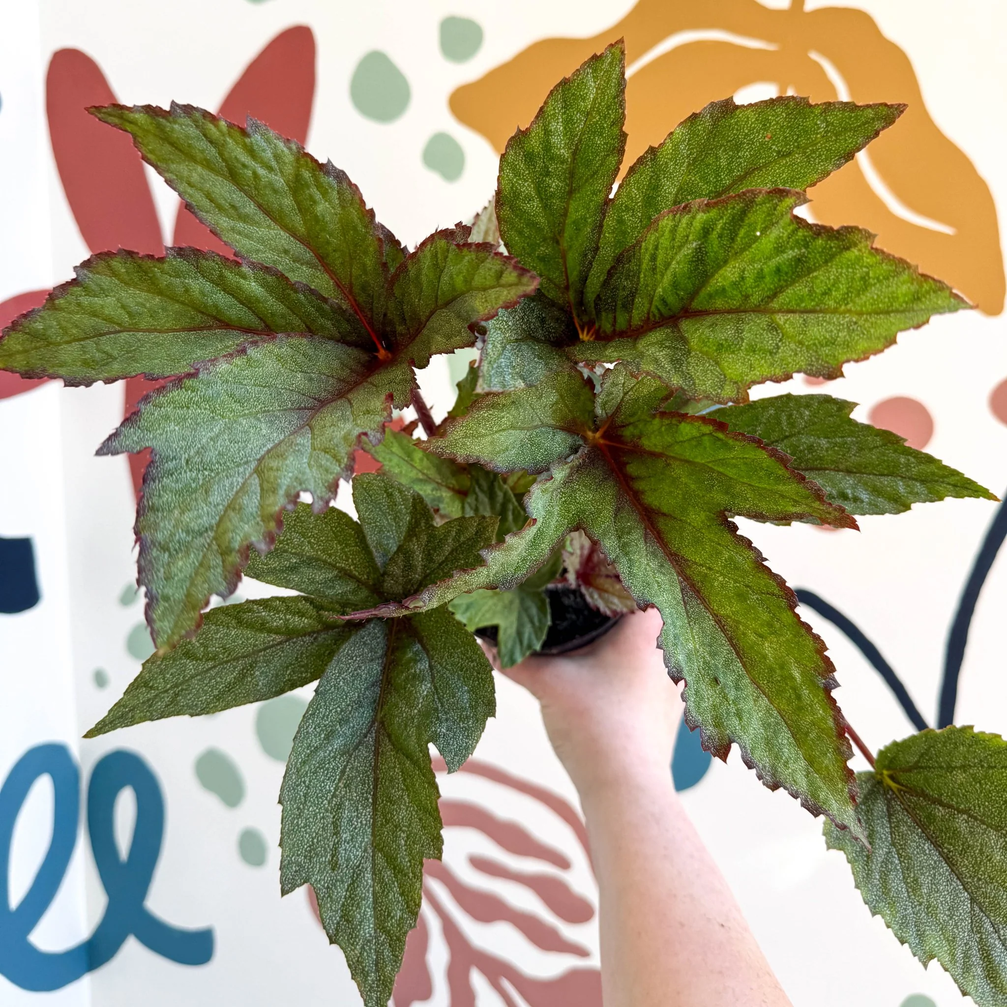 Begonia 'Pollux' - Welsh Grown - Image 9