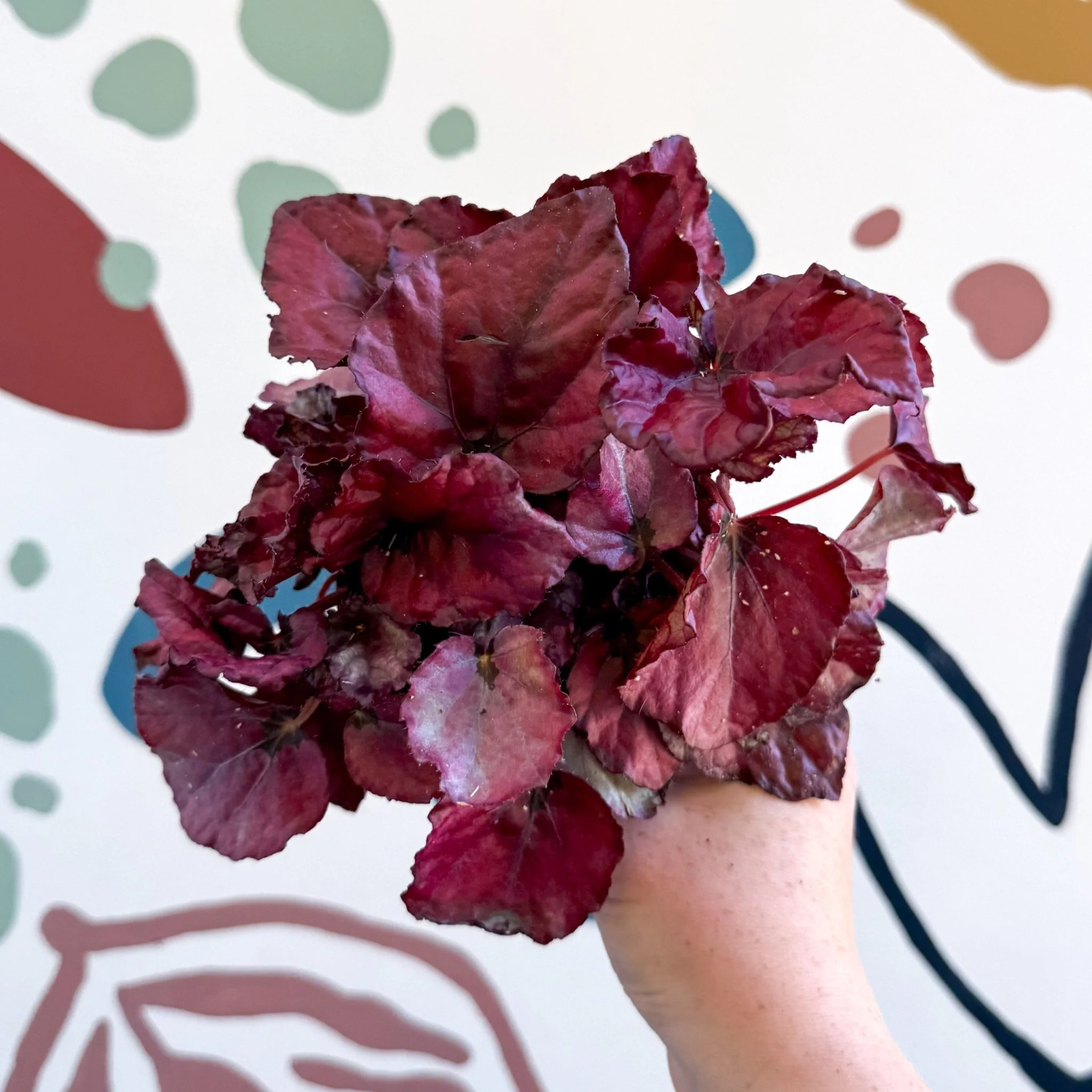 Begonia rex 'Red Bull'