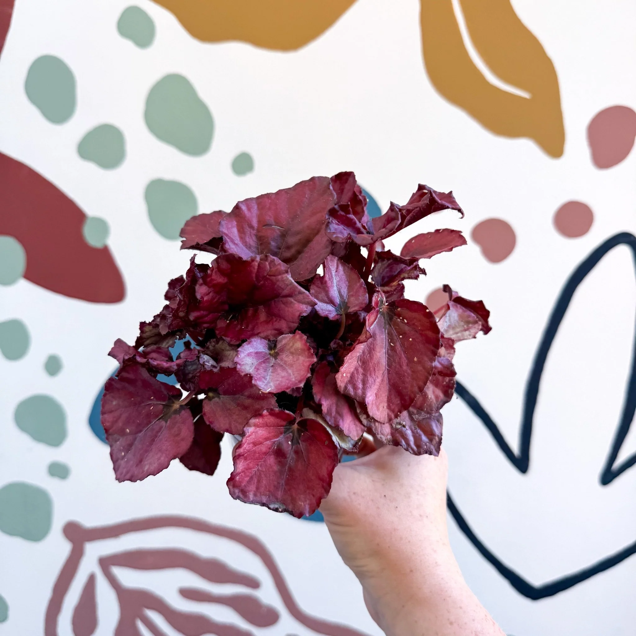 Begonia rex 'Red Bull' - Image 2