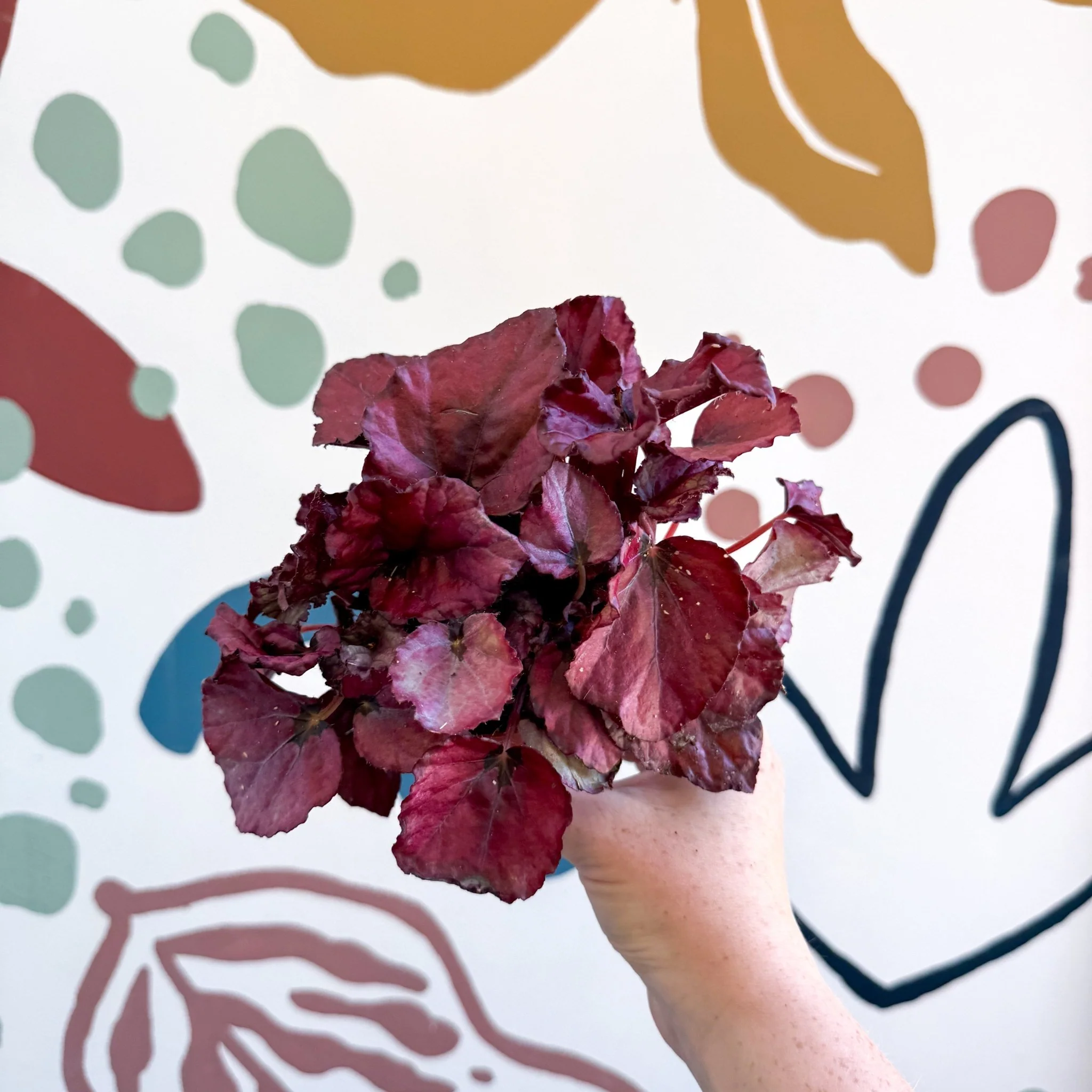 Begonia rex 'Red Bull' - Image 4